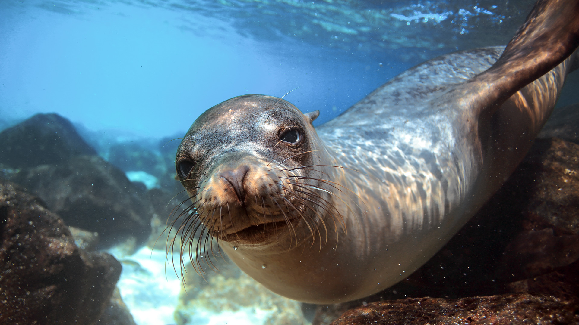 Alonissos, home of the Mediterranean monk seal