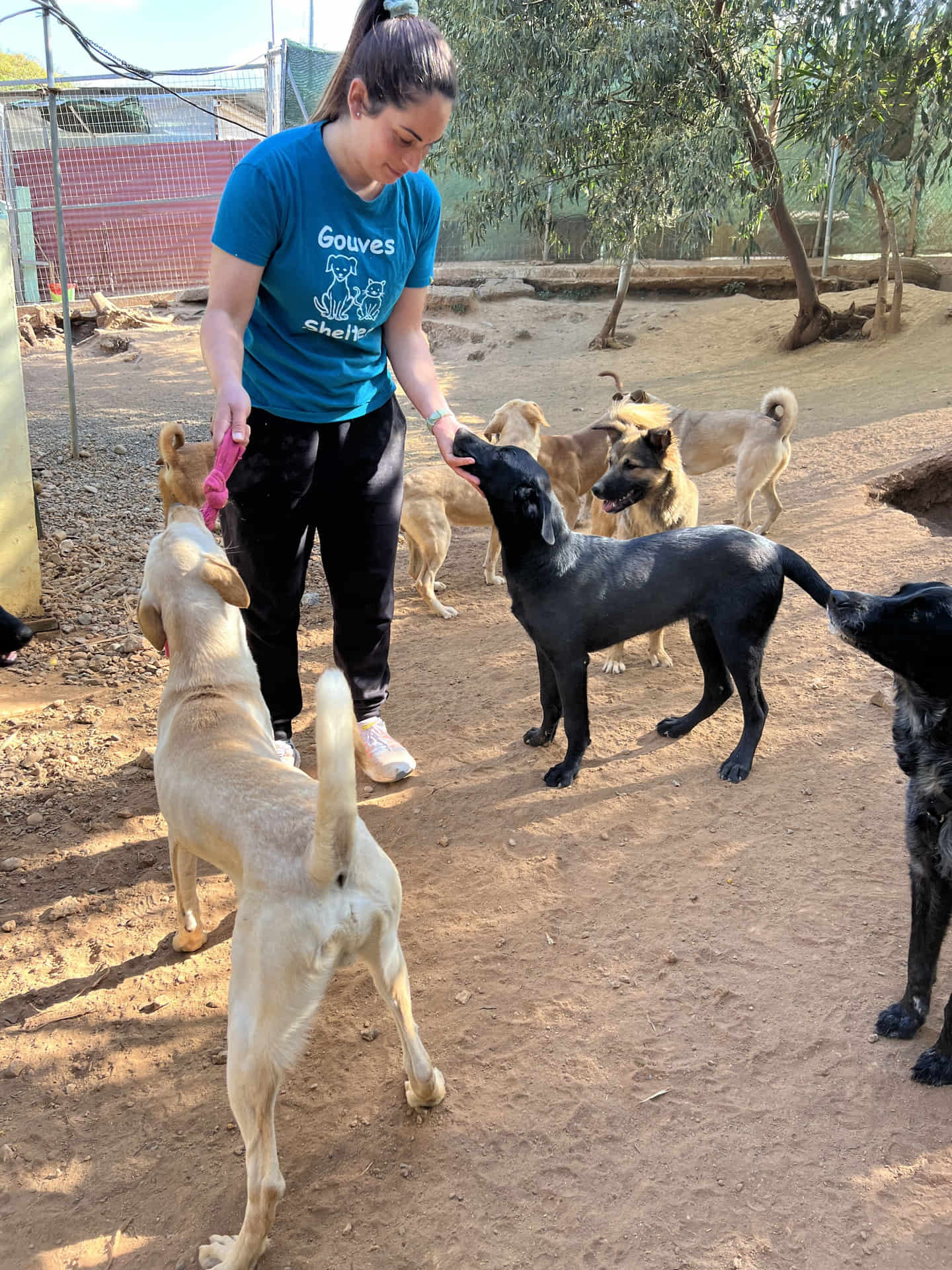 Volunteering at the Gouves Animal Shelter in Crete - Header