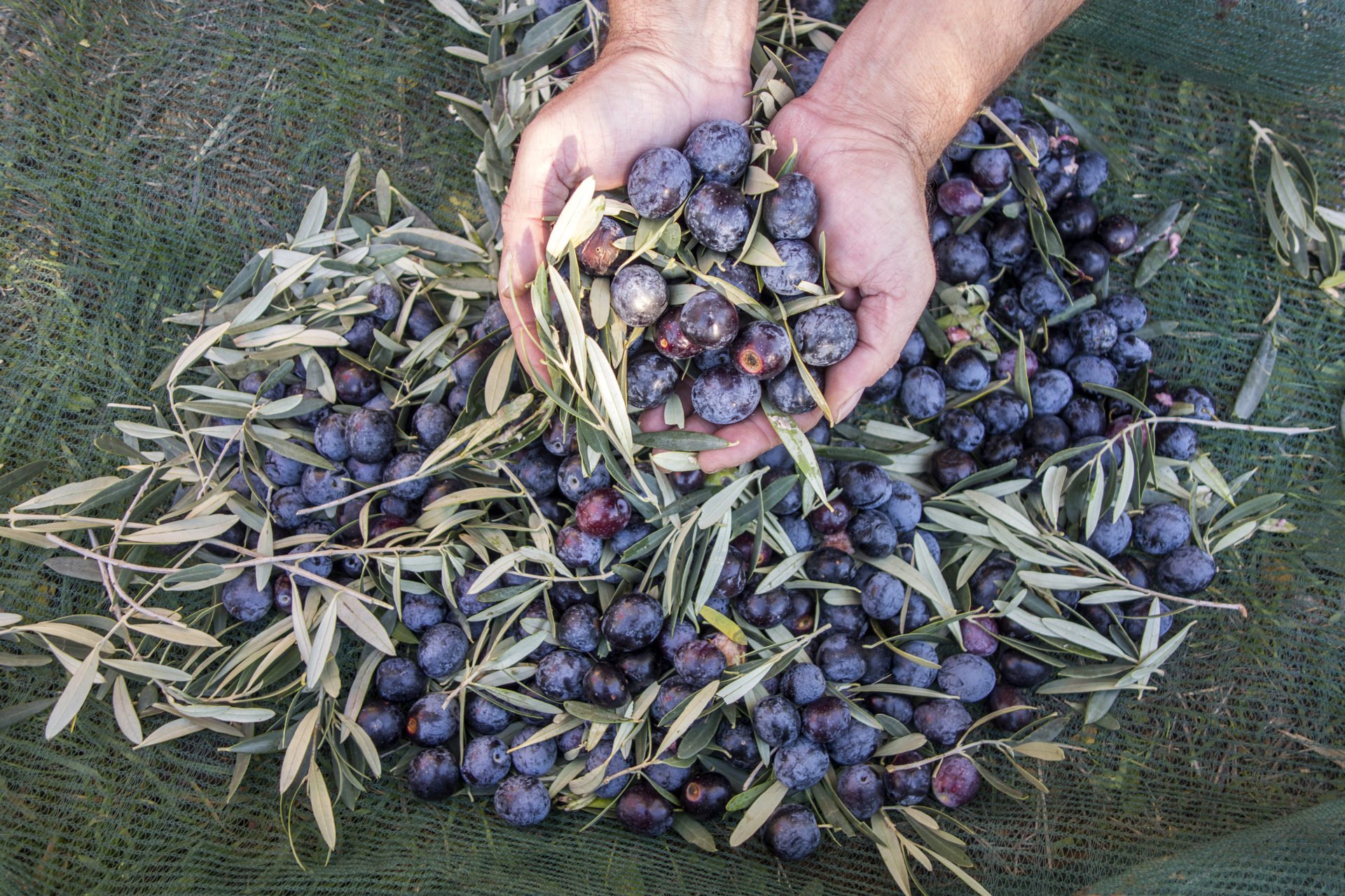 Picked Olives