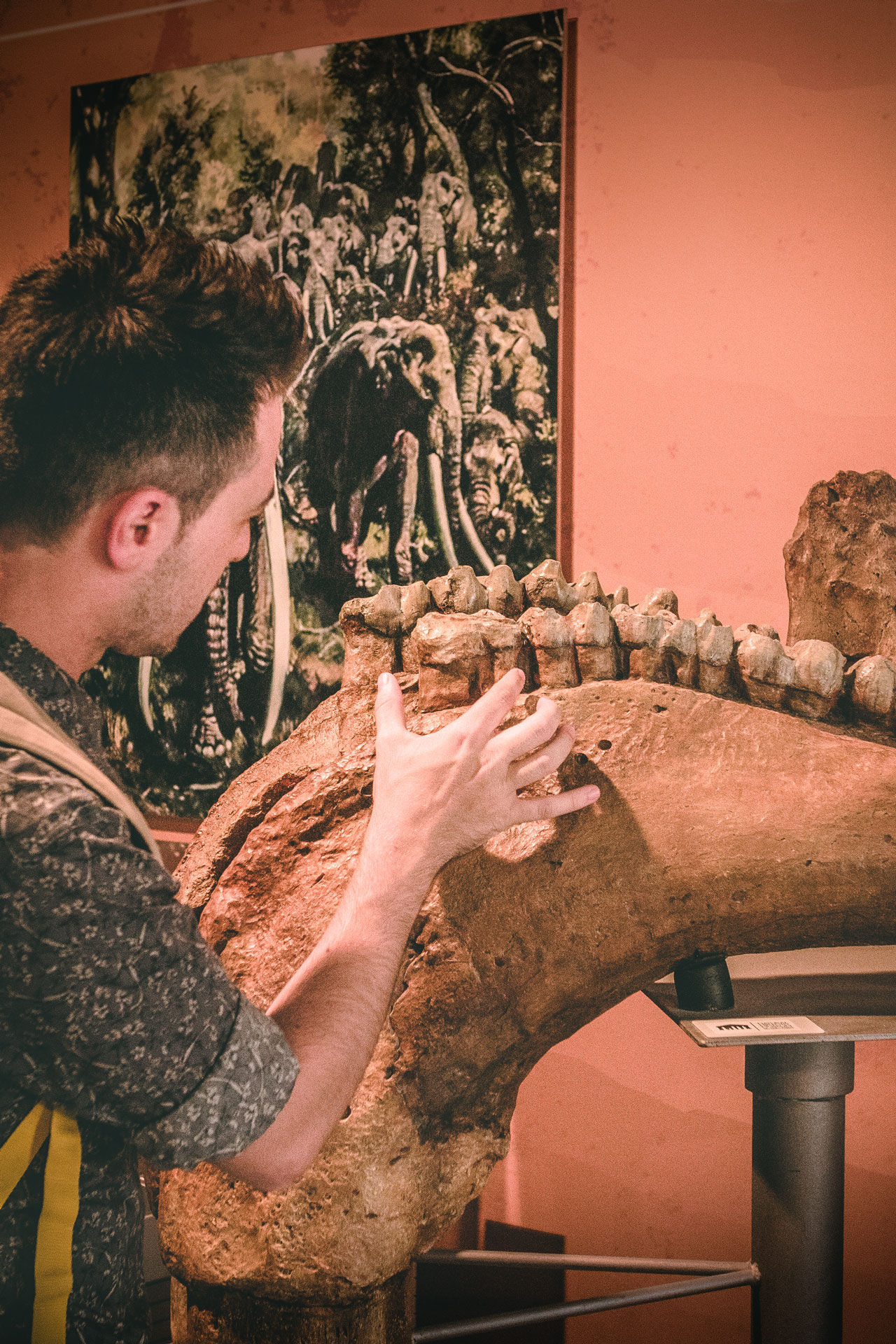The museum will open your eyes to the evolution of the unique ecosystem of the ancient forest and other artefacts from the Palaeolithic Age