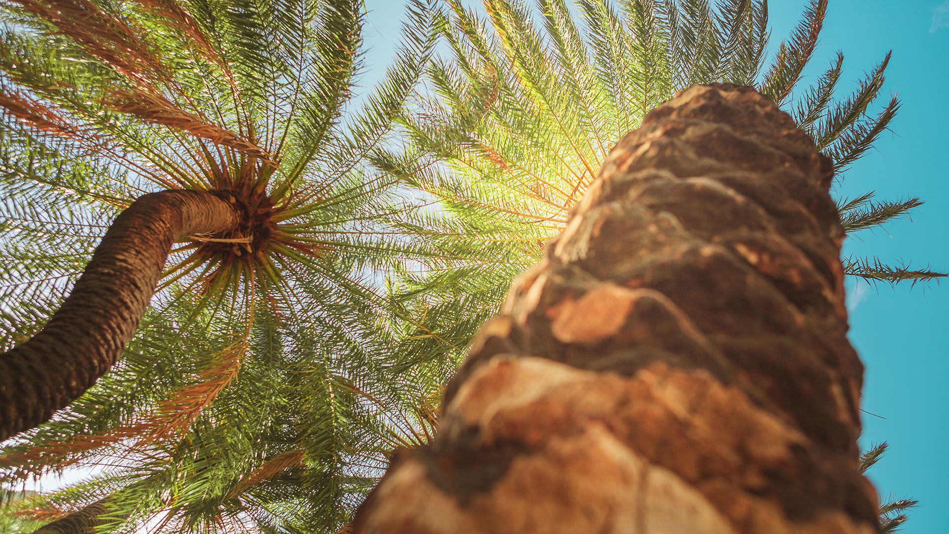 The Palm-fringed beauty of Preveli beach