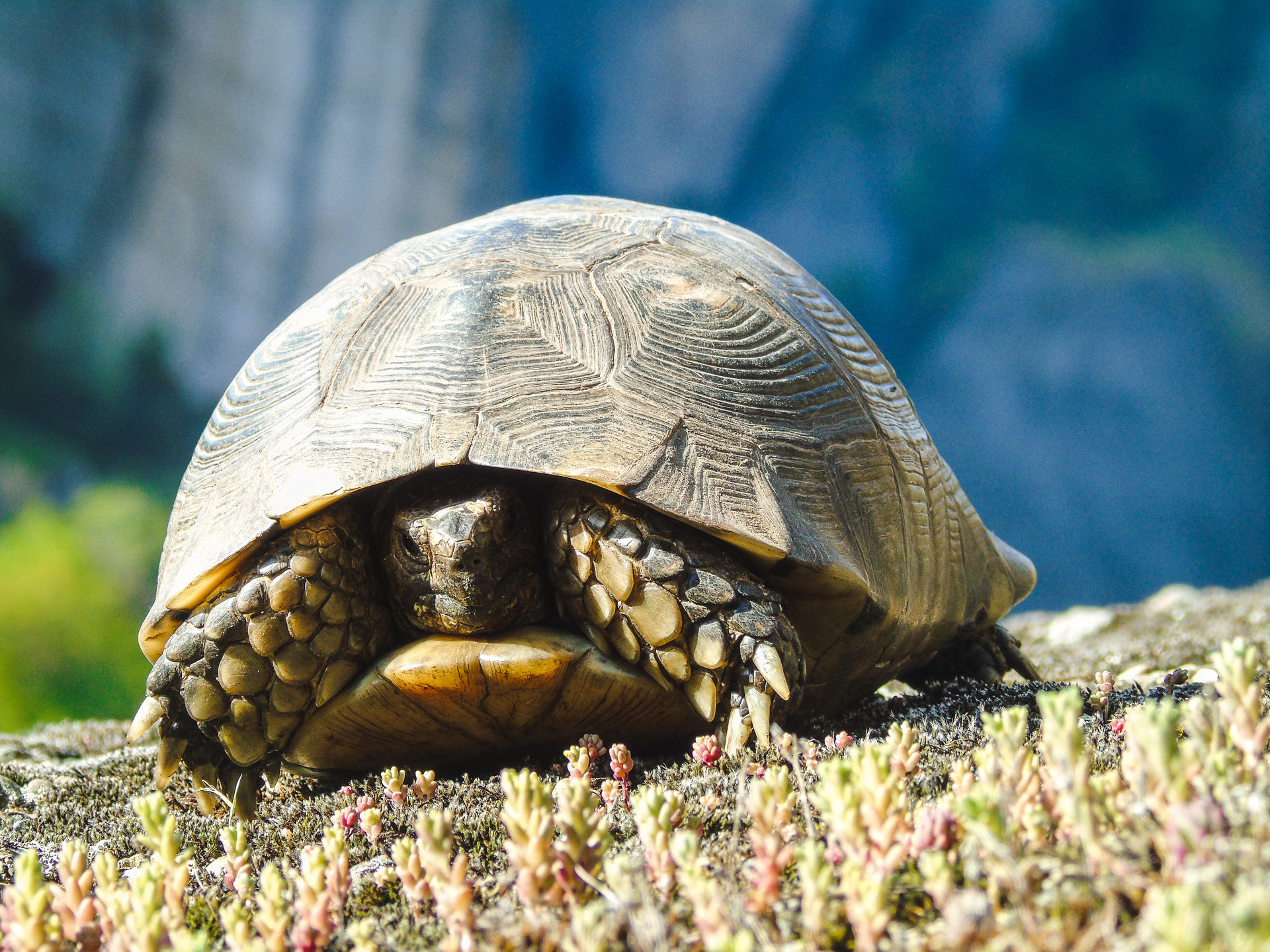 The magic of walking in Meteora is that the hiking paths are truly for the entire family