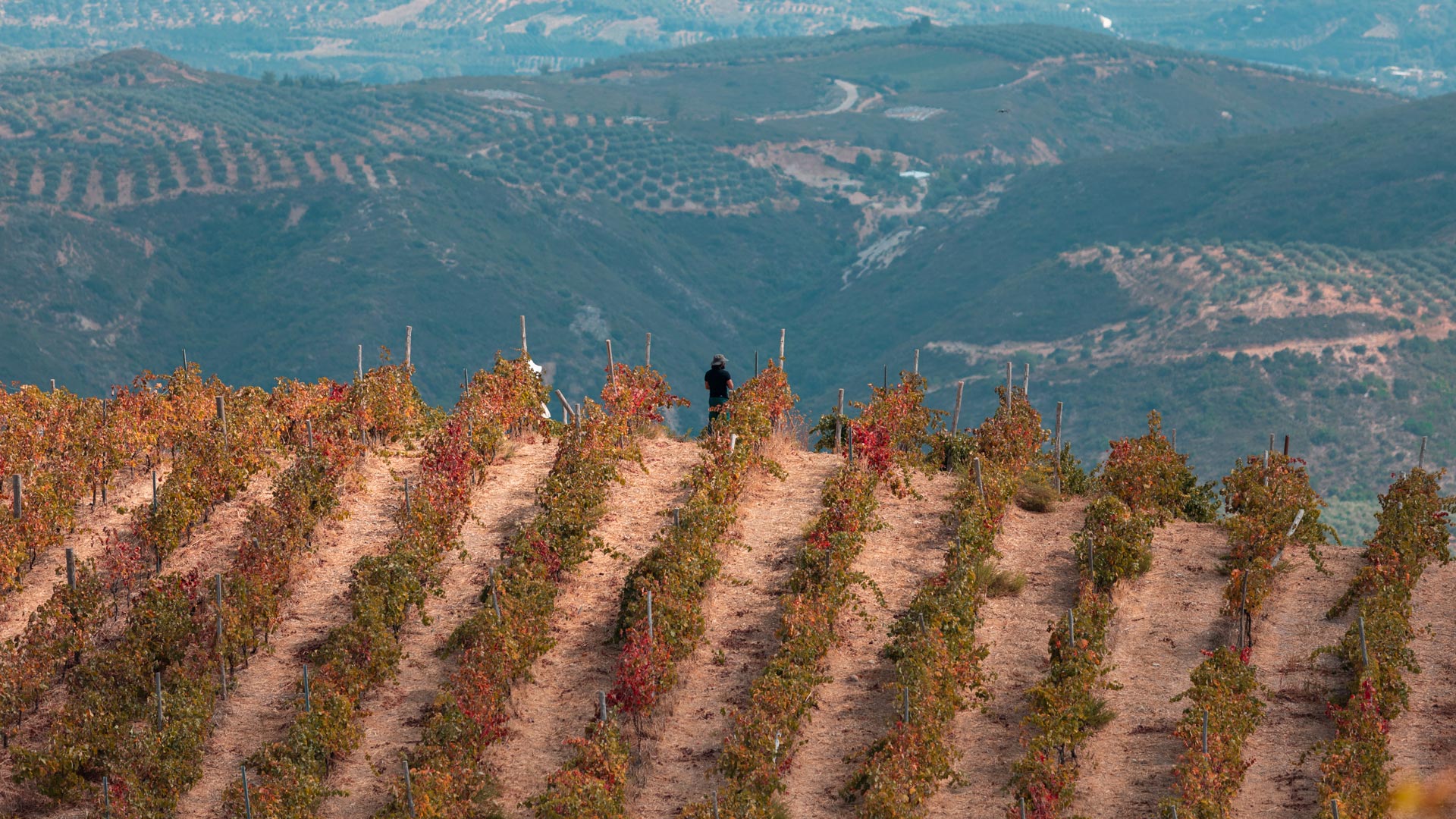 From the serenity of the springtime bloom to the collective energy of harvest time in the olive groves and vineyards, you will understand the flow of daily life in Apokoronas villages