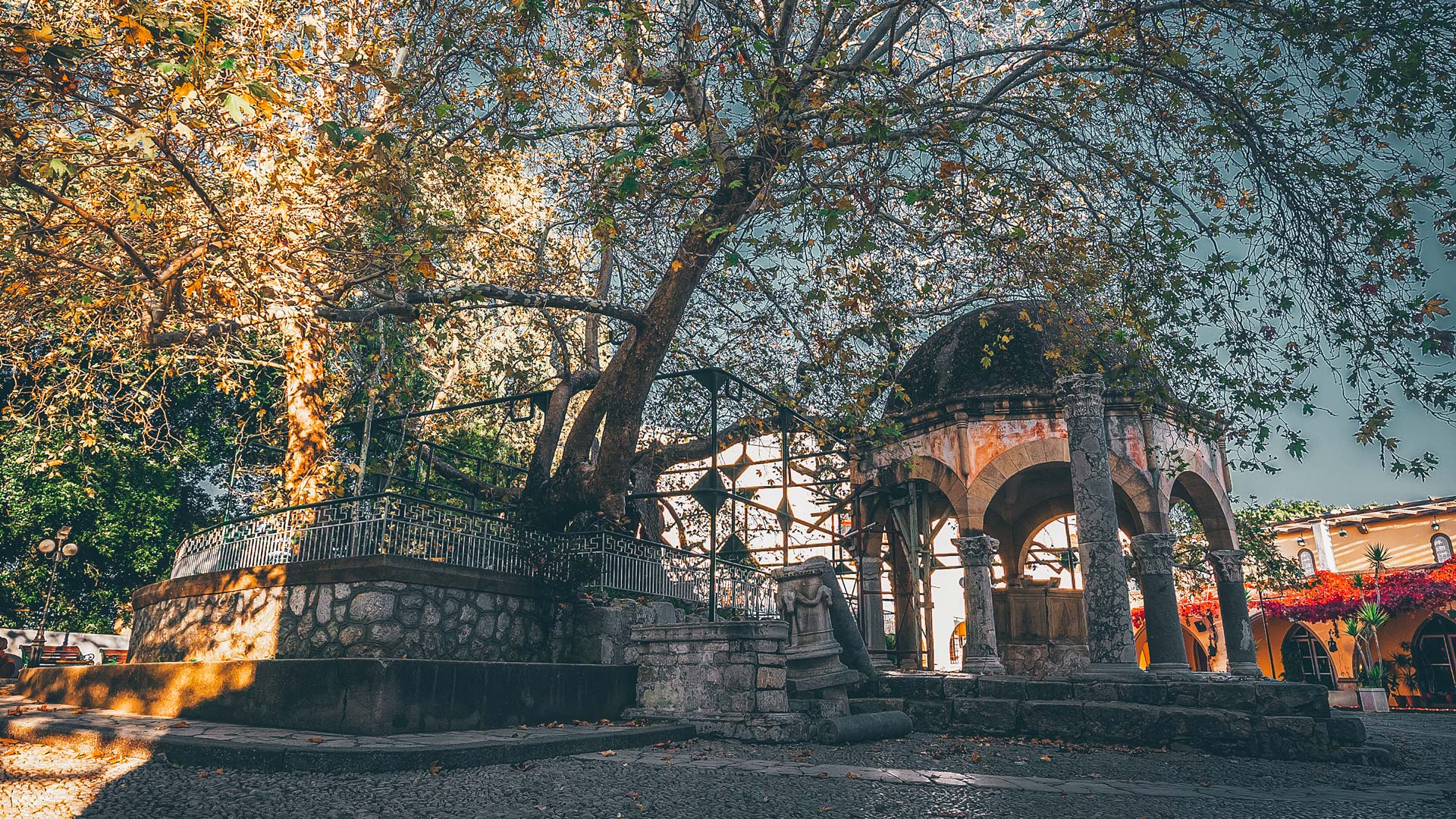 Hippocrates’ huge plane tree, located opposite the Neratzia Fortress