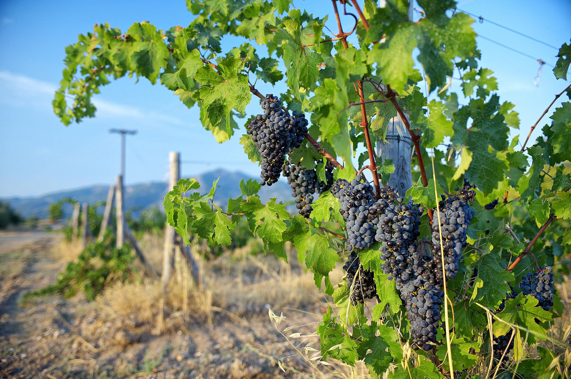 Halkidiki’s deep viticulture roots will amaze you