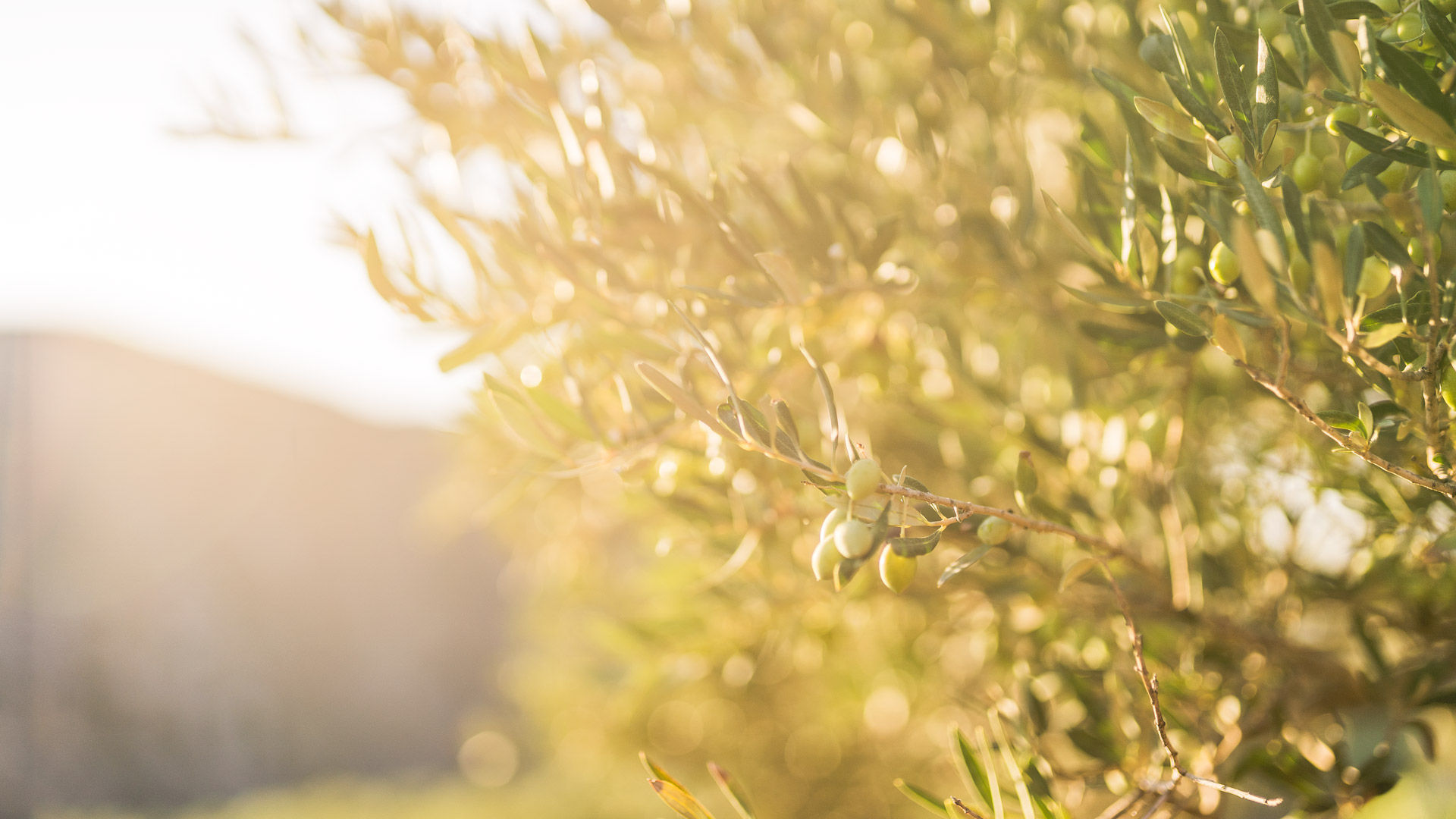 Uncover the secrets of Messinia, through its most famous product