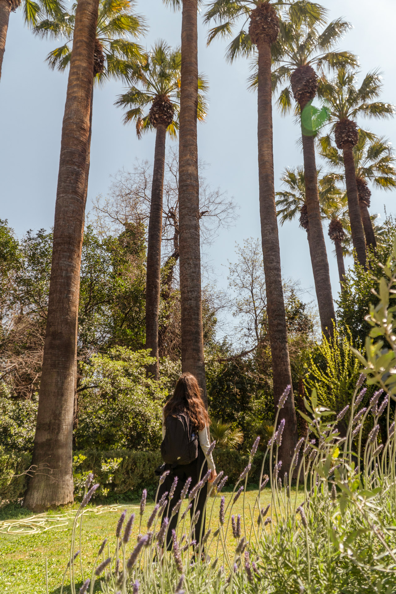 Watching the palm trees in the city centre of Athens-National Garden