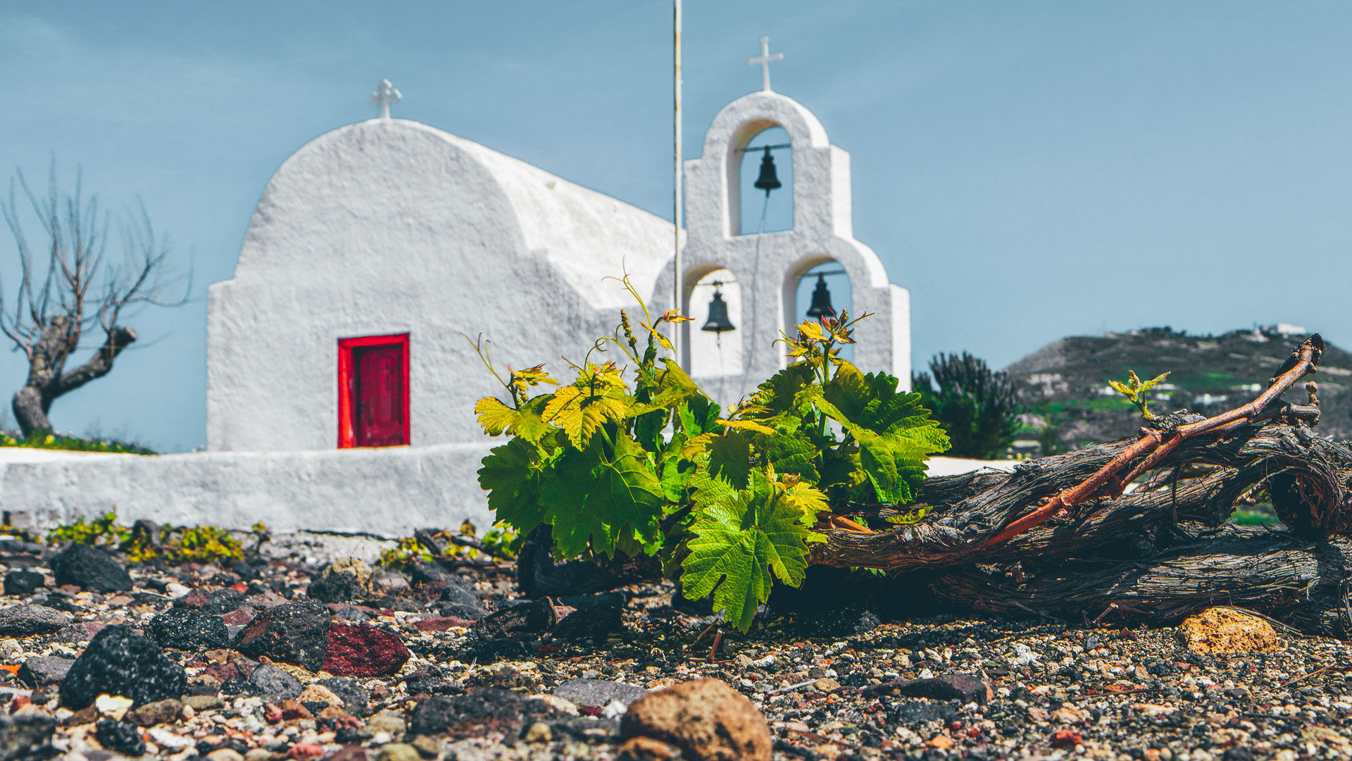 Wine-making can be traced here to before the eruption of its legendary volcano, more than 3,000 years ago