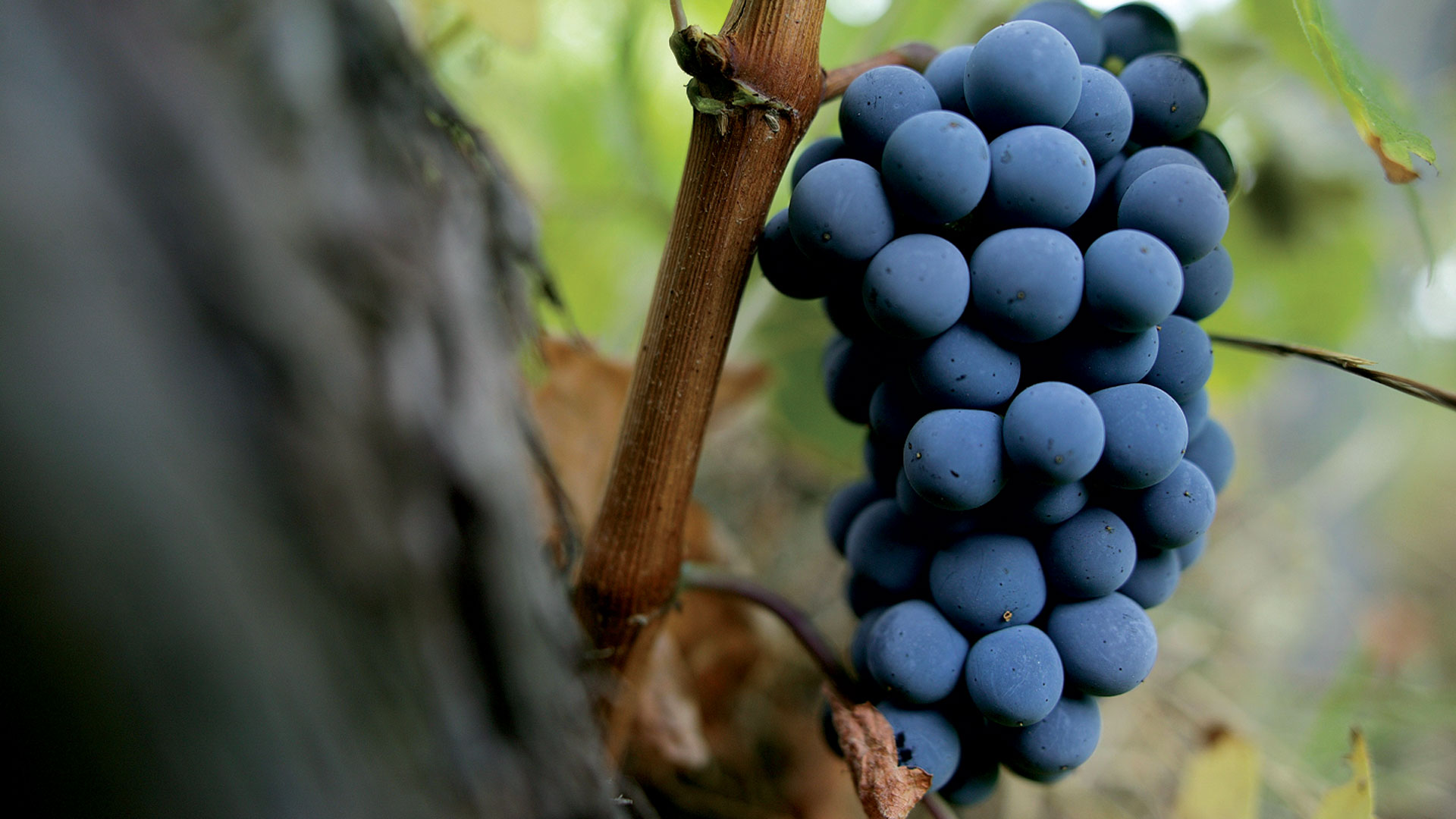 You will be introduced to local grape varieties you probably never knew existed