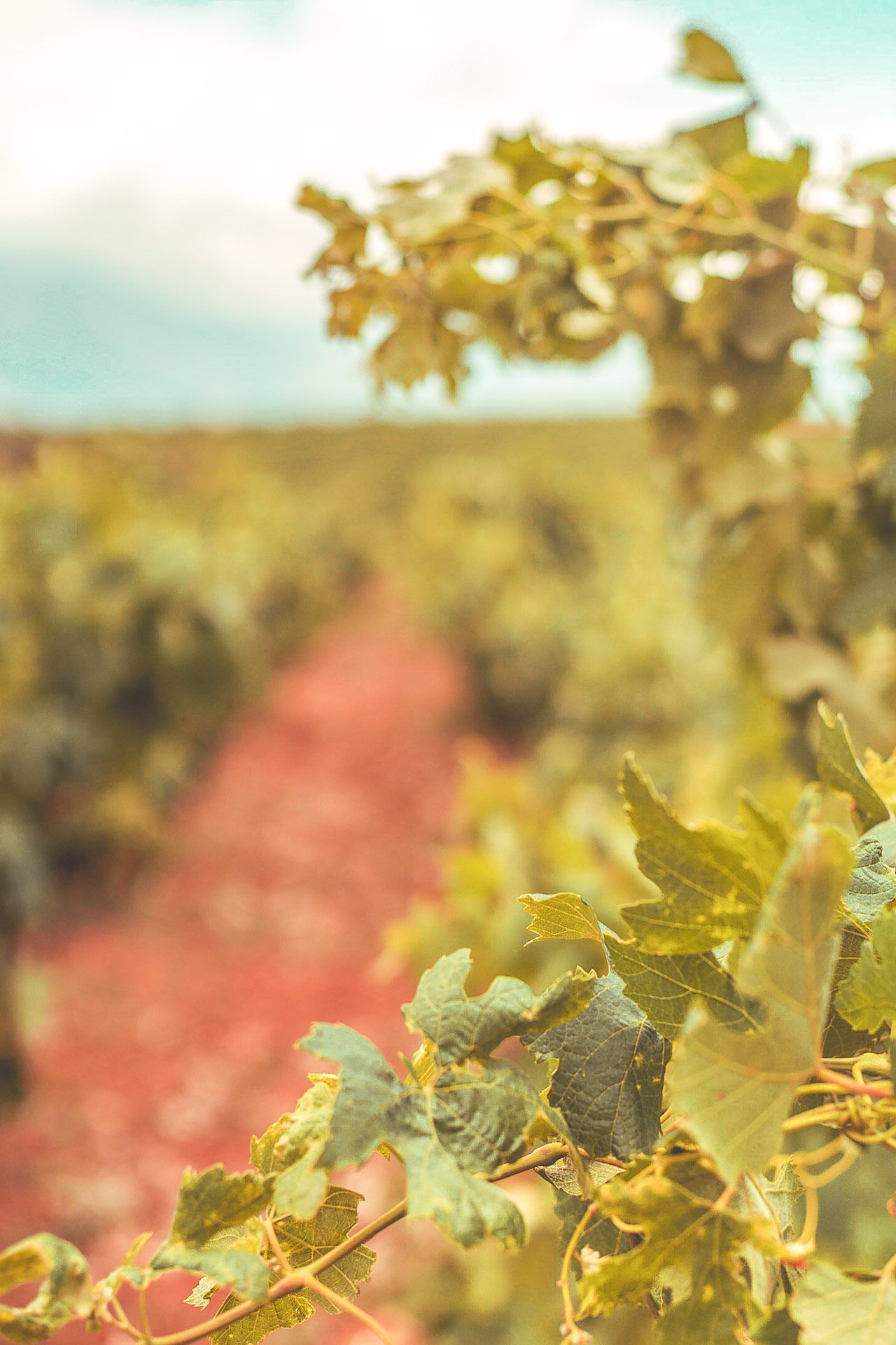 Getting to know the vineyards of Heraklion