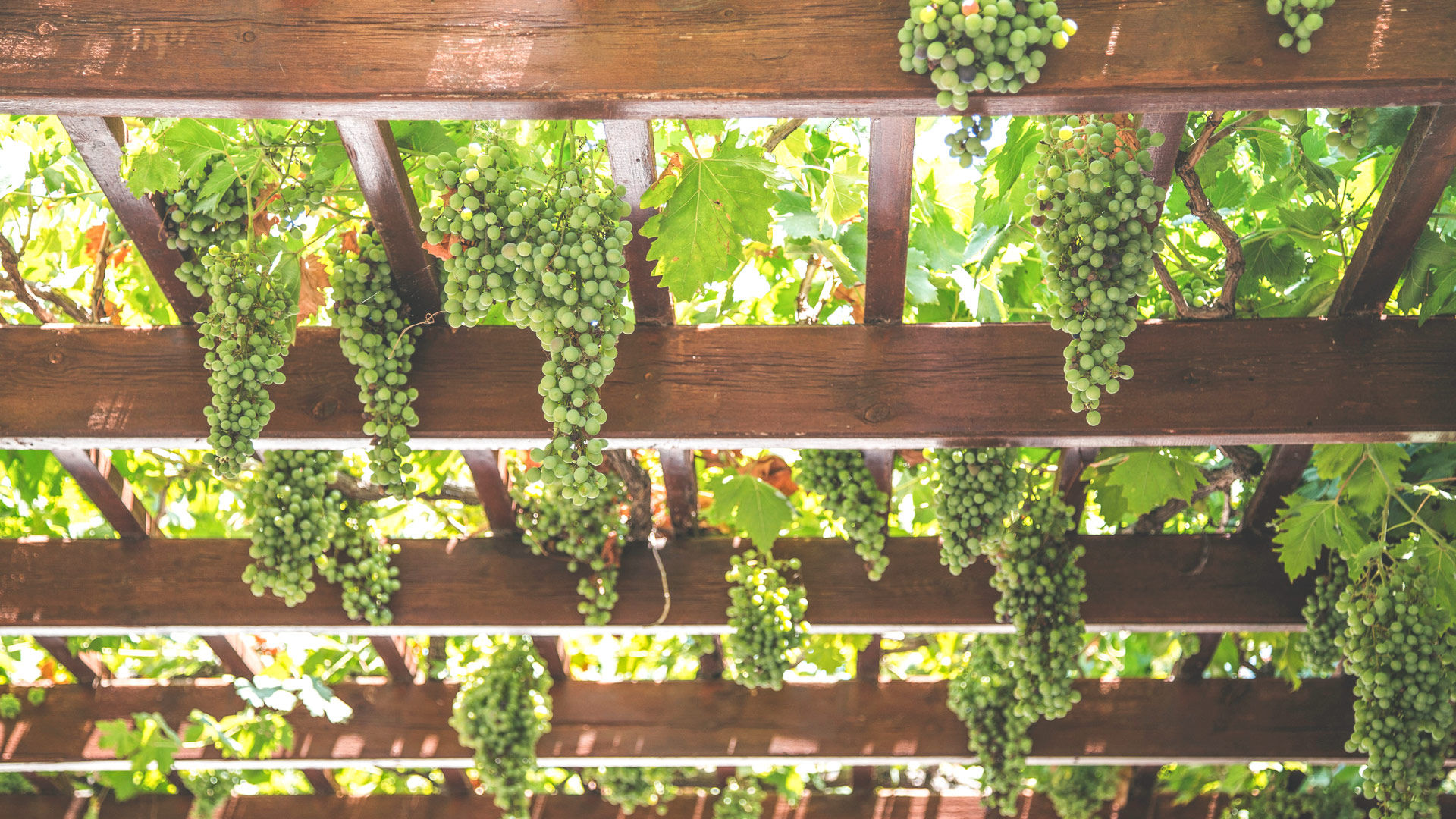More than two-thirds of Crete’s vineyards are found in Heraklion and the region accounts for some 80% of the island’s wine production