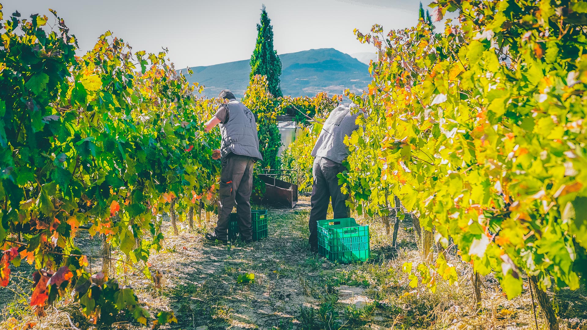 Nemea viniculture and winemaking has centuries-long tradition