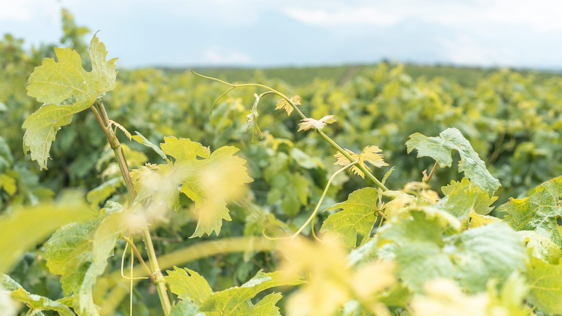 Rolling down hillsides and meandering through valleys, the vineyards of today are interwoven into the Heraklion landscape