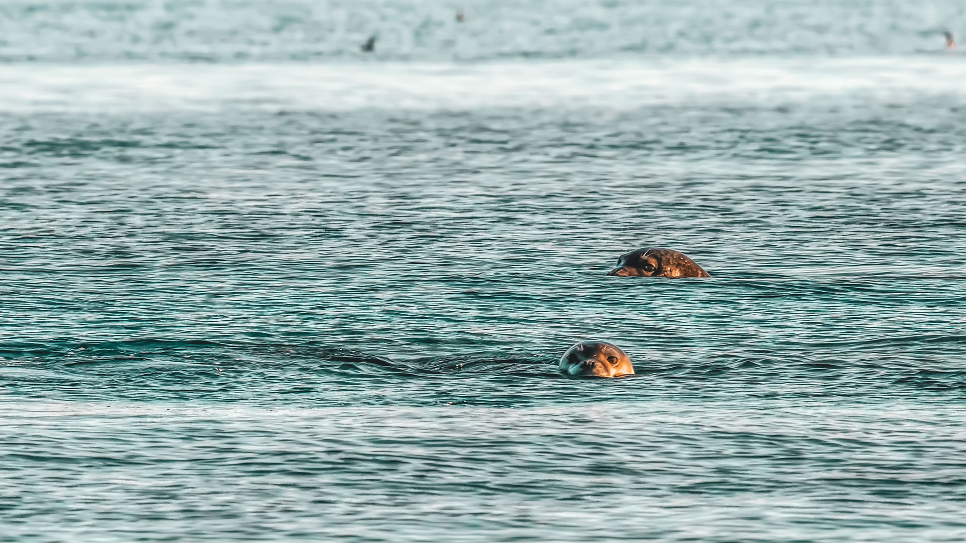 What a rare treat to explore the largest marine park in Europe, home to the incredibly shy monk seal
