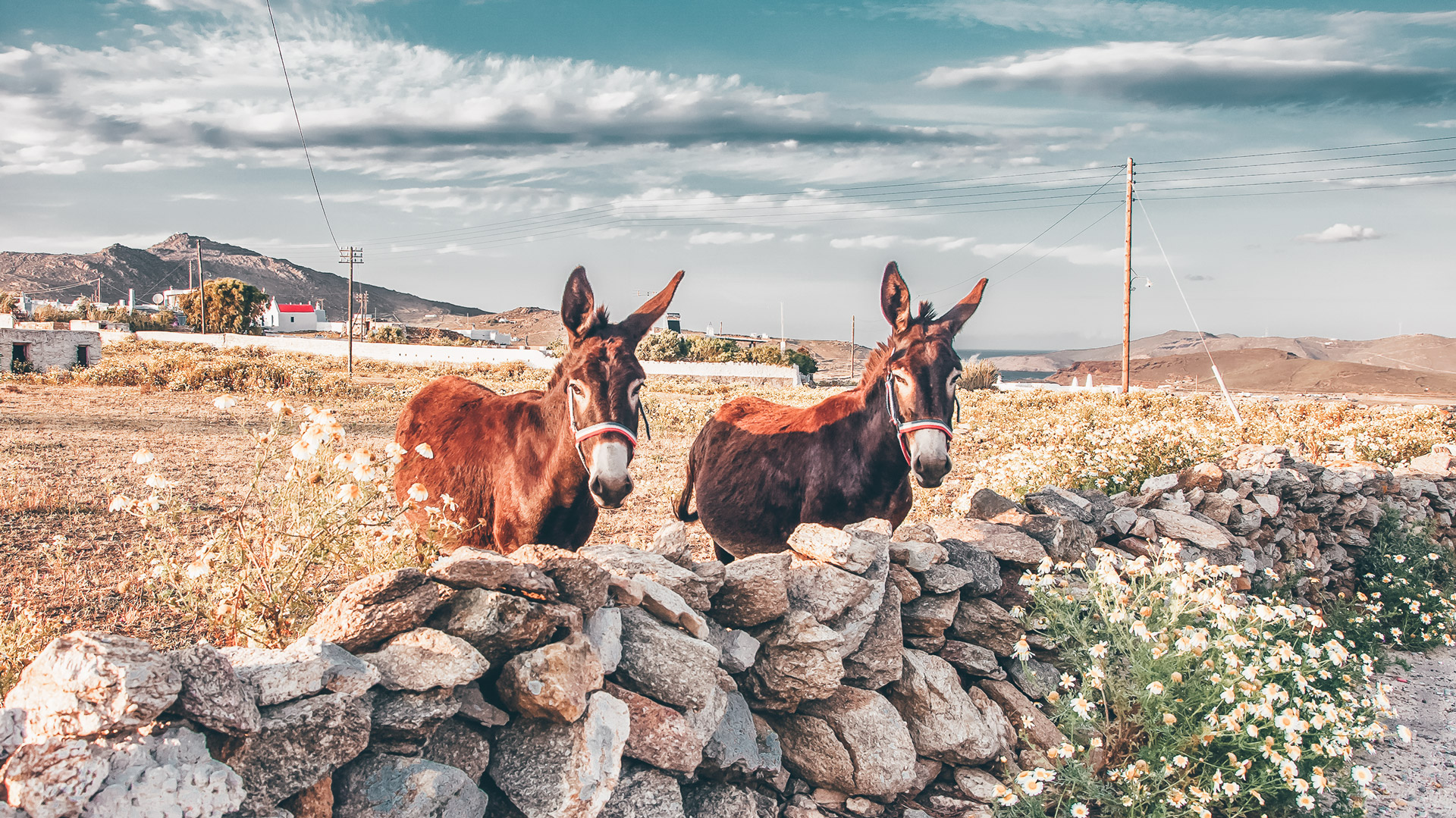 Two donkeys on the field with wildflowers, Mykonos