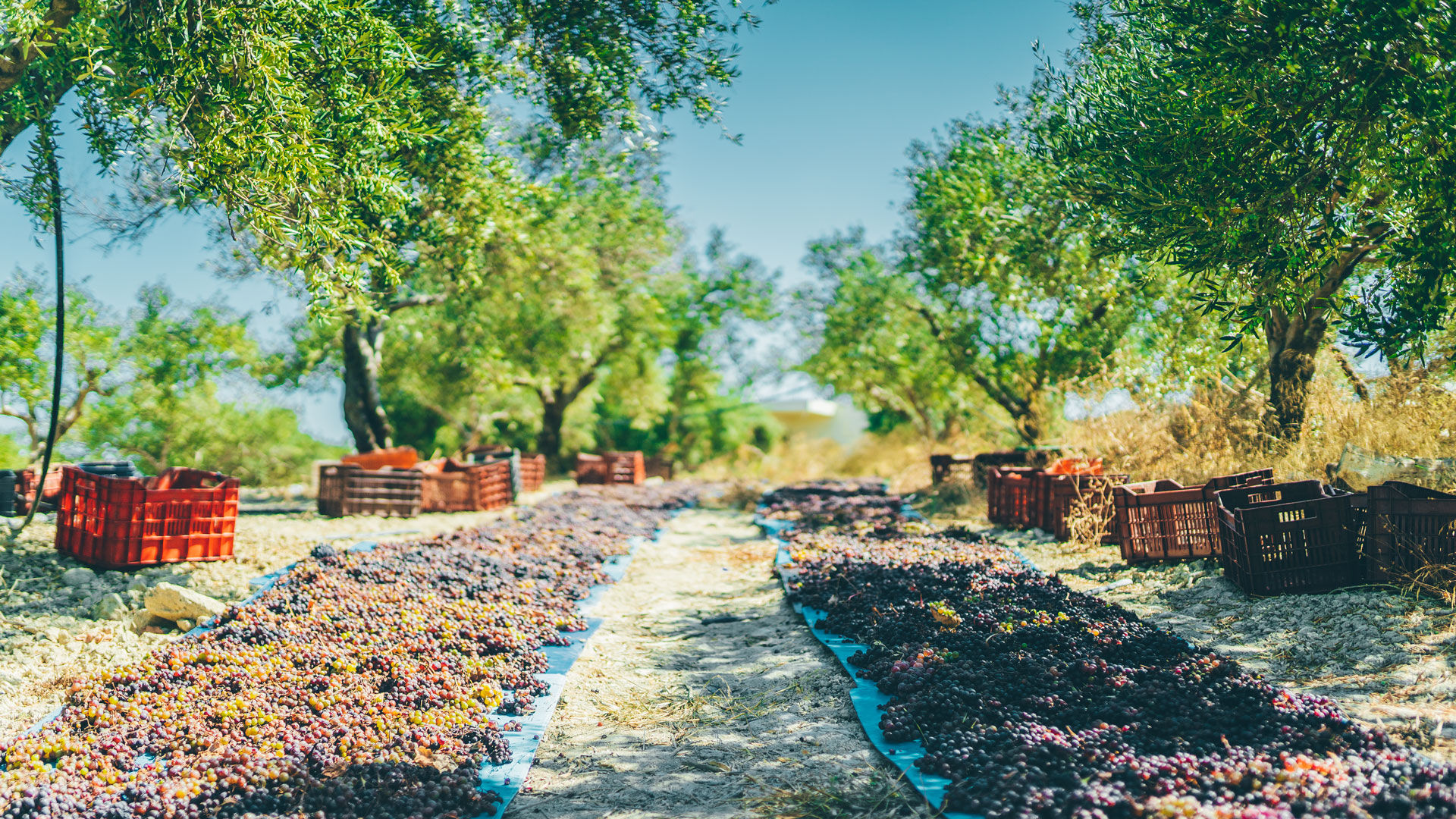 It’s worth coinciding your visit to an olive press during the harvest time
