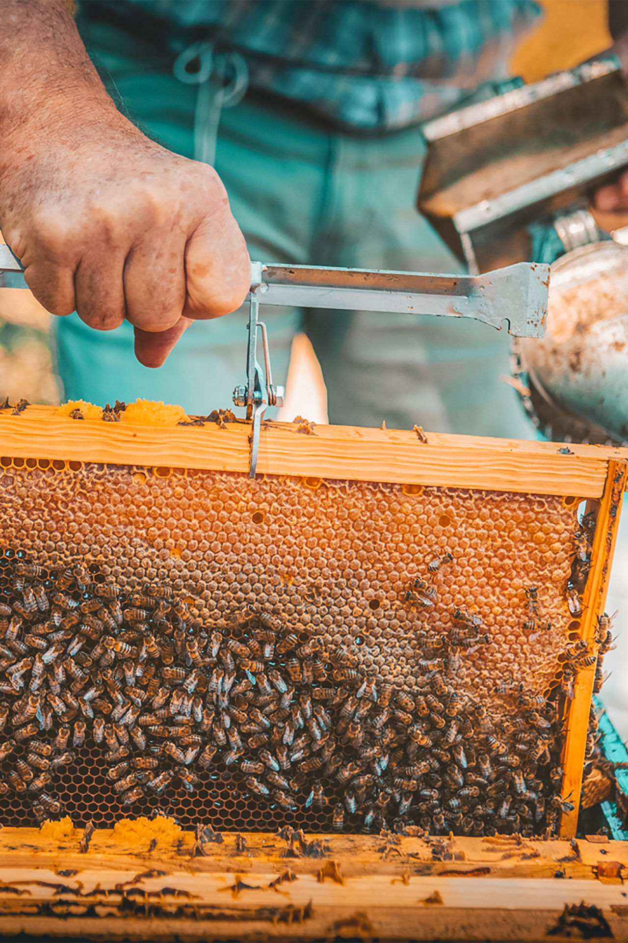 Learn everything about Rhodes' honey by local beekeepers