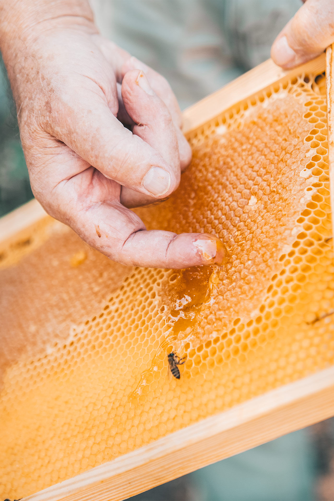 You won’t be allowed to leave Rhodes without sampling the honey