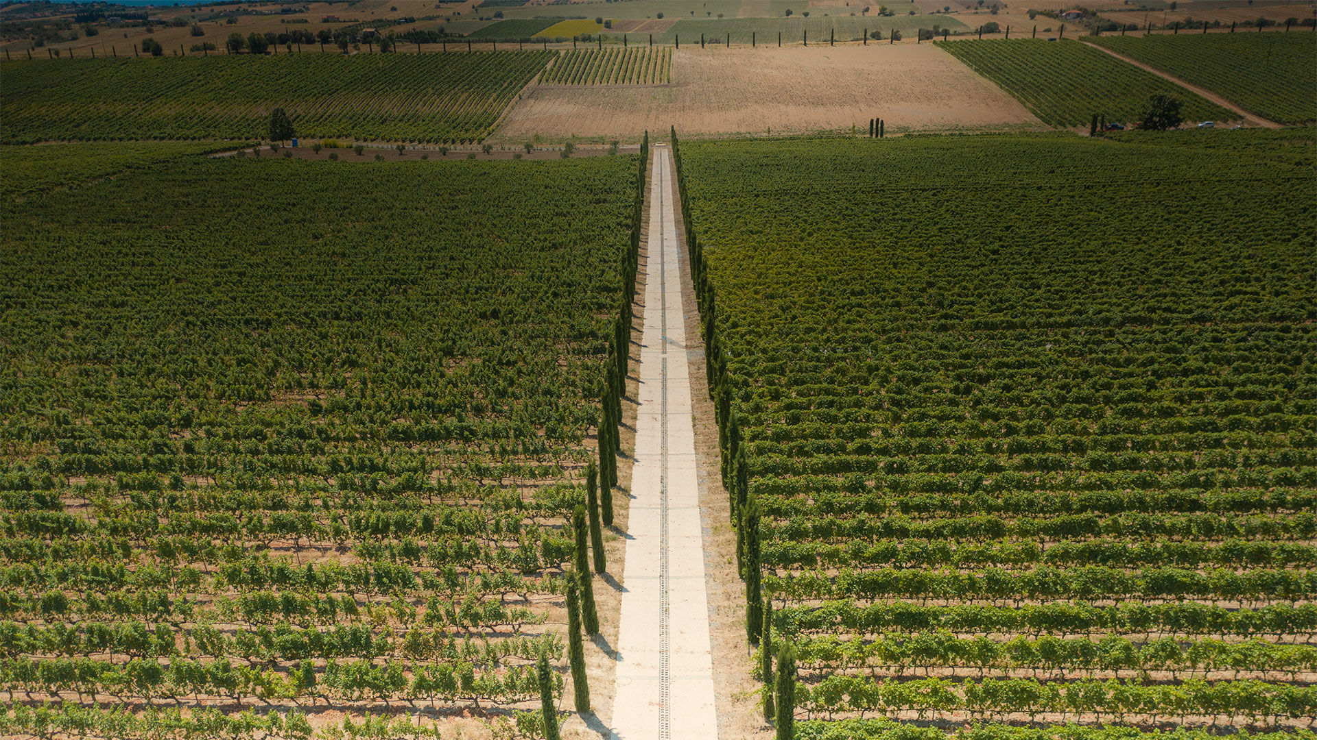 Exploring the wine routes of Thessaloniki