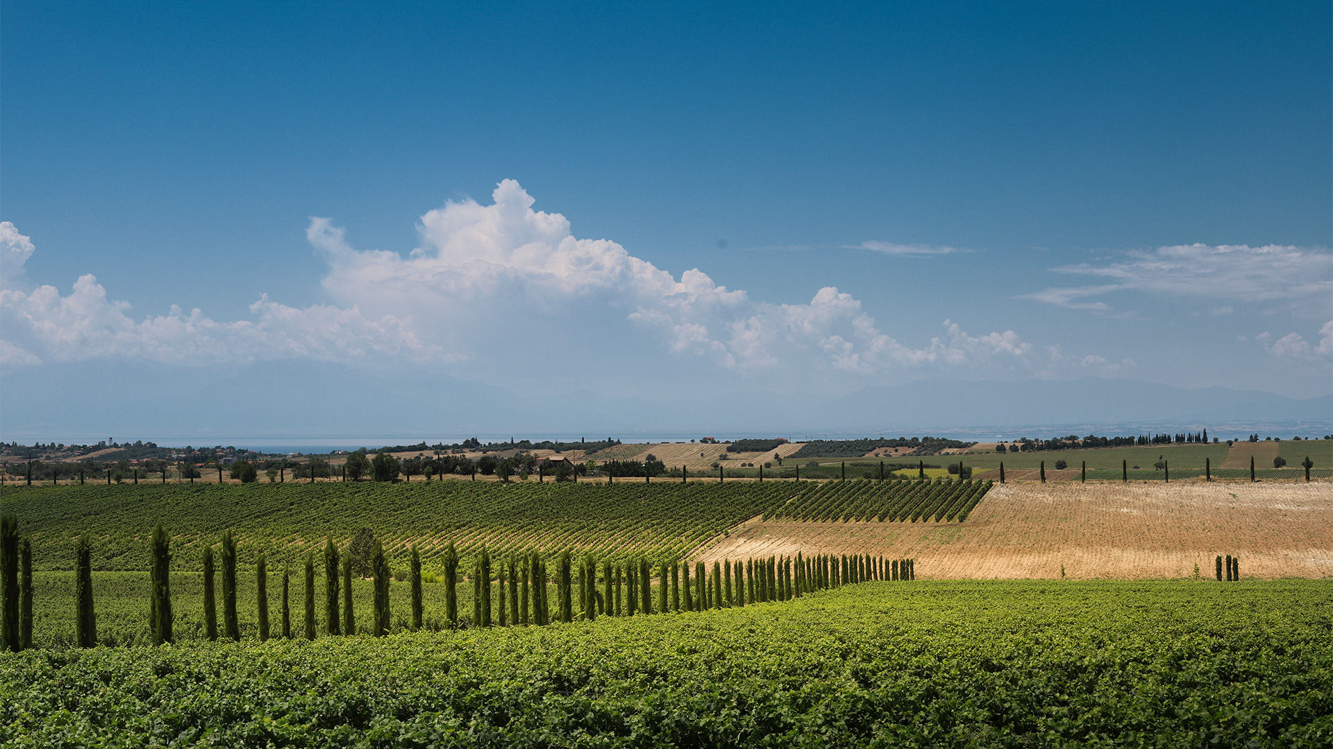 Touring the vineyards and cellars will give you an appreciation of the first rate facilities