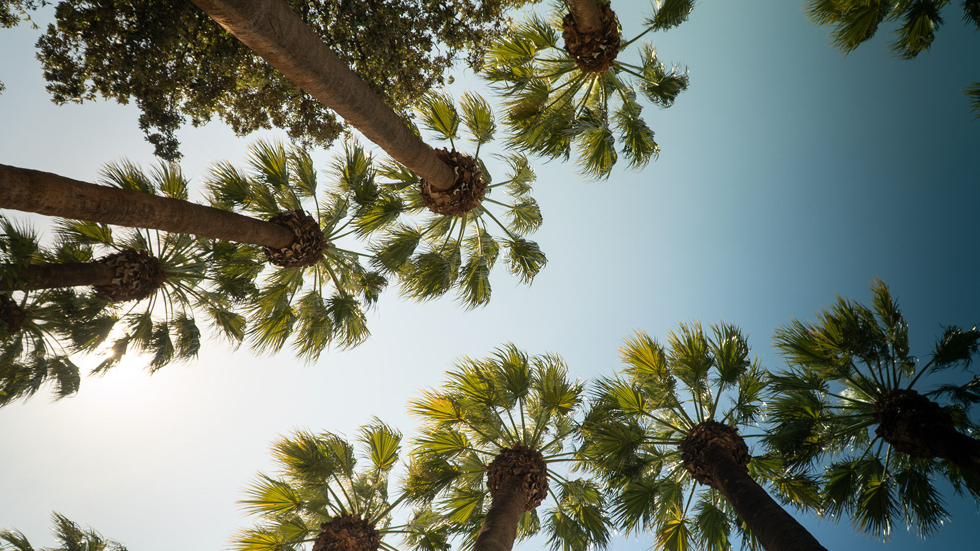 In the National Garden there are more than 500 species of trees