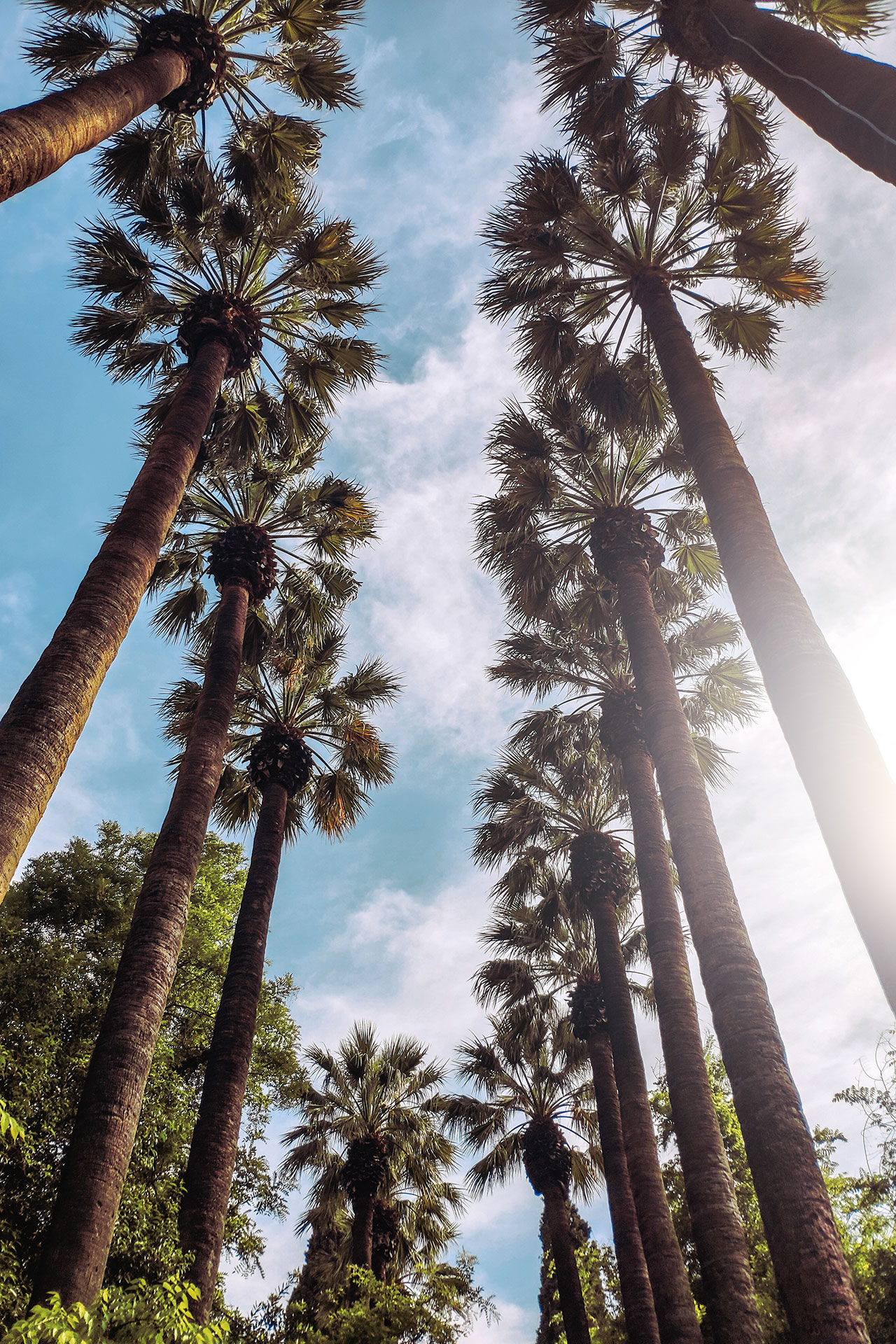 Palm trees in the National Garden