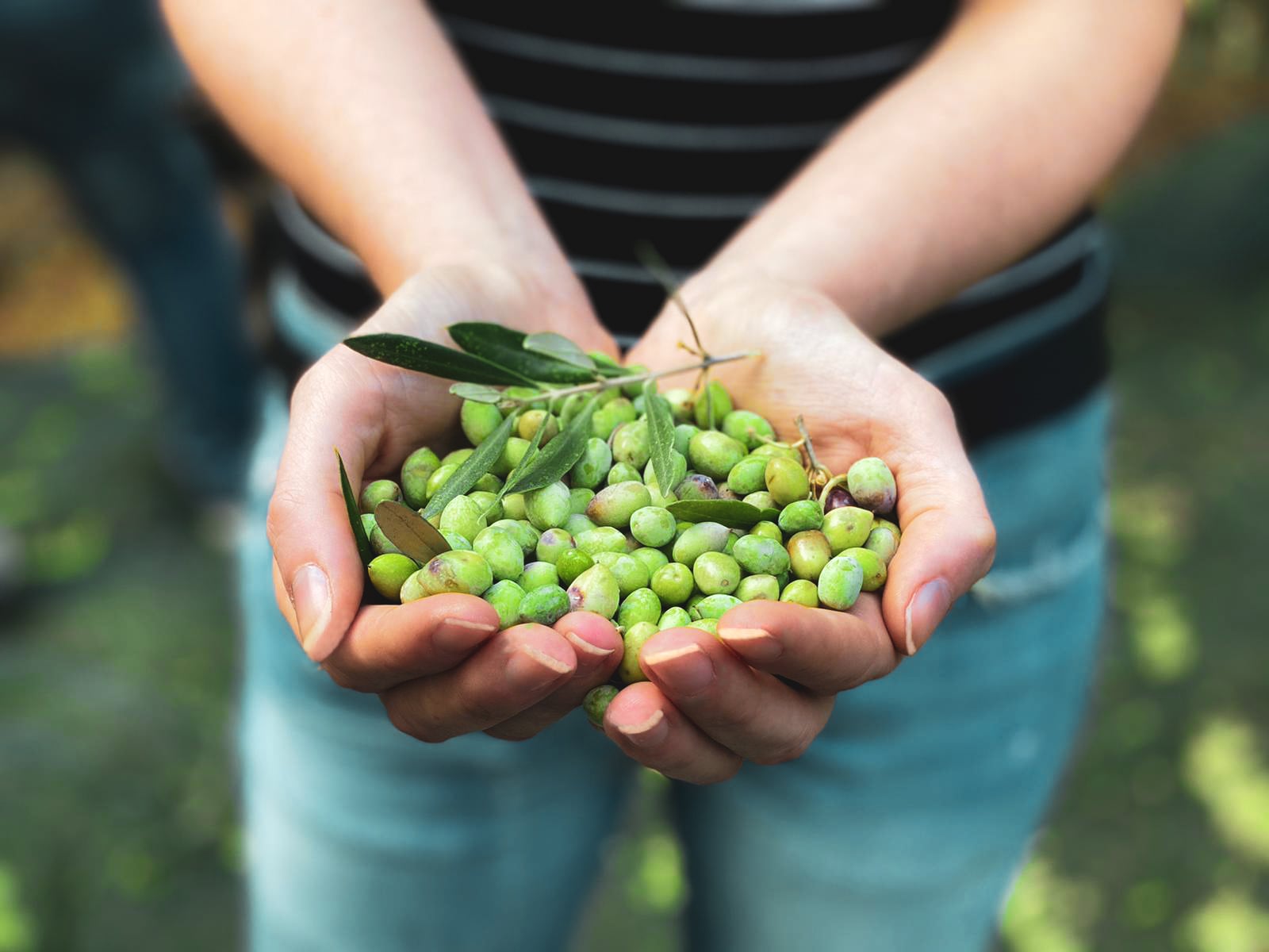Olive-picking in Chania