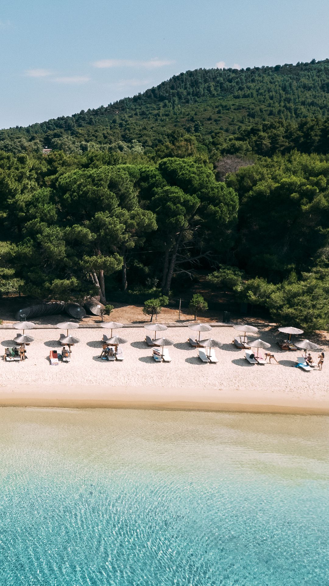 Koukounaries beach, a setting of eye-catching natural beauty where the greenery extends all the way to the sea-vertical