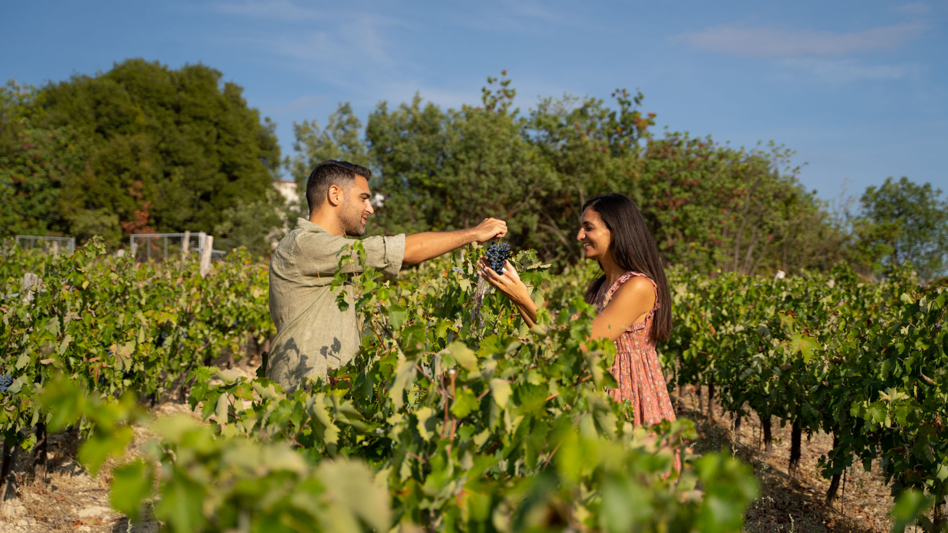 Enjoy a wine-growing tradition in Nemea that feels like it was gifted by the gods