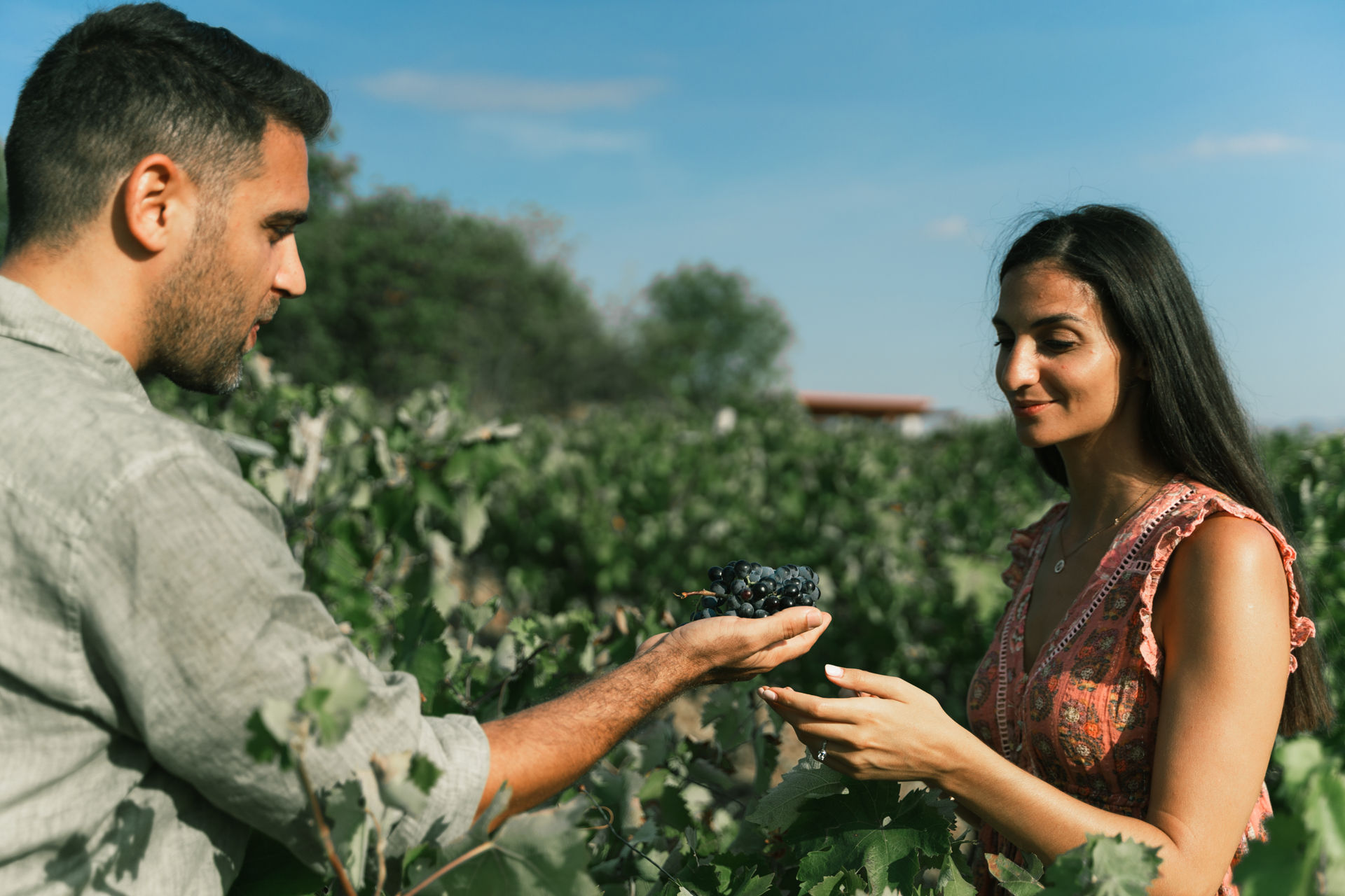 The valley of Nemea is one of Greece’s most celebrated grape varieties