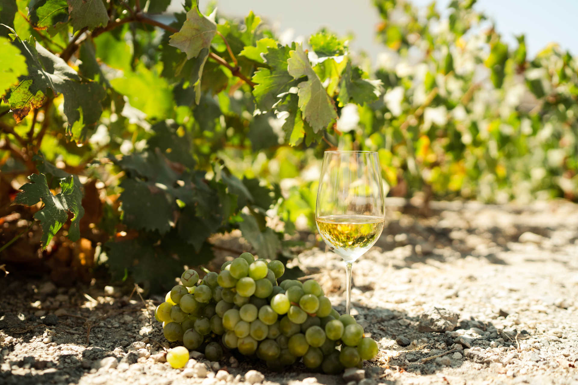 When it comes to Old World wines, Santorini makes a special case for attention