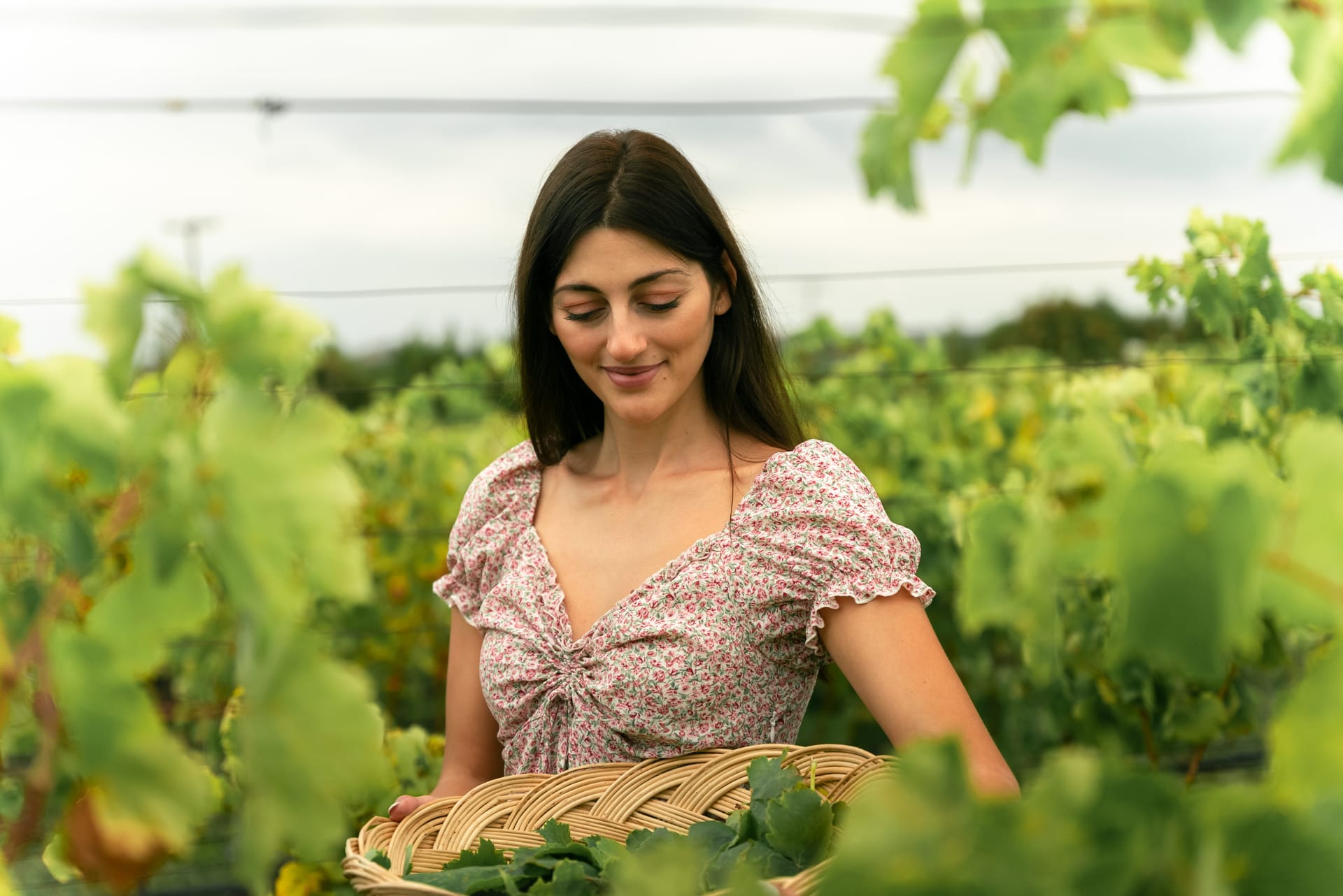 Vine leaf picking for a cookery lesson in Halkidiki