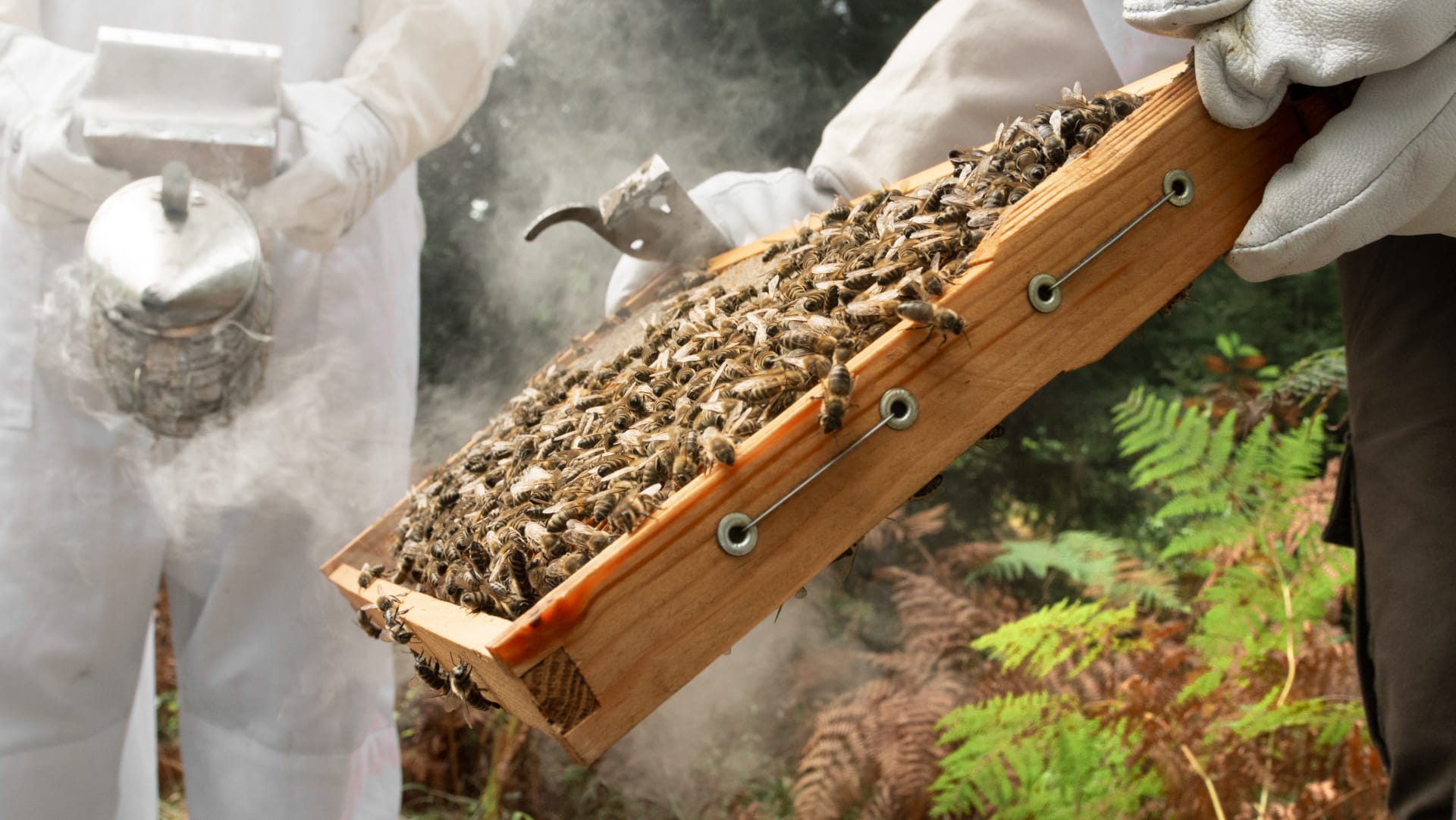 The art of honey making in Halkidiki