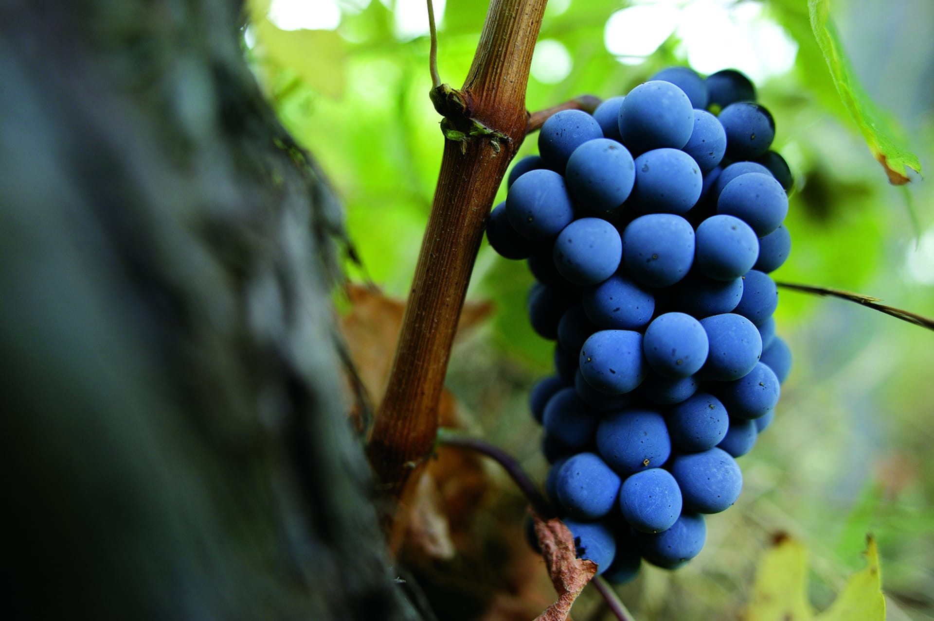 Halkidiki’s Limnio grapes produce aromatic red wines