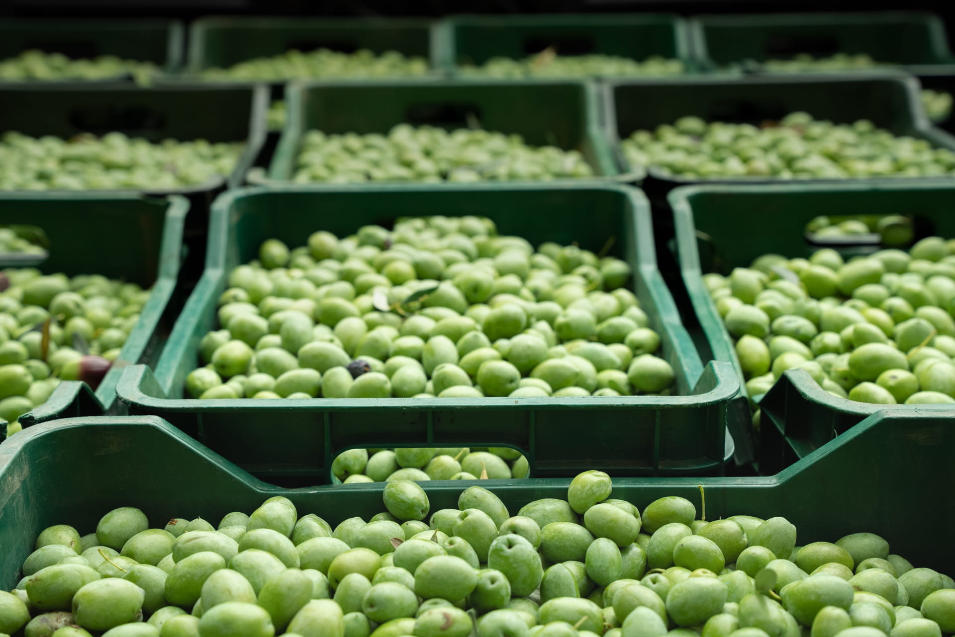 Halkidiki’s PDO Hondrolia or Halkidiki table olives 
