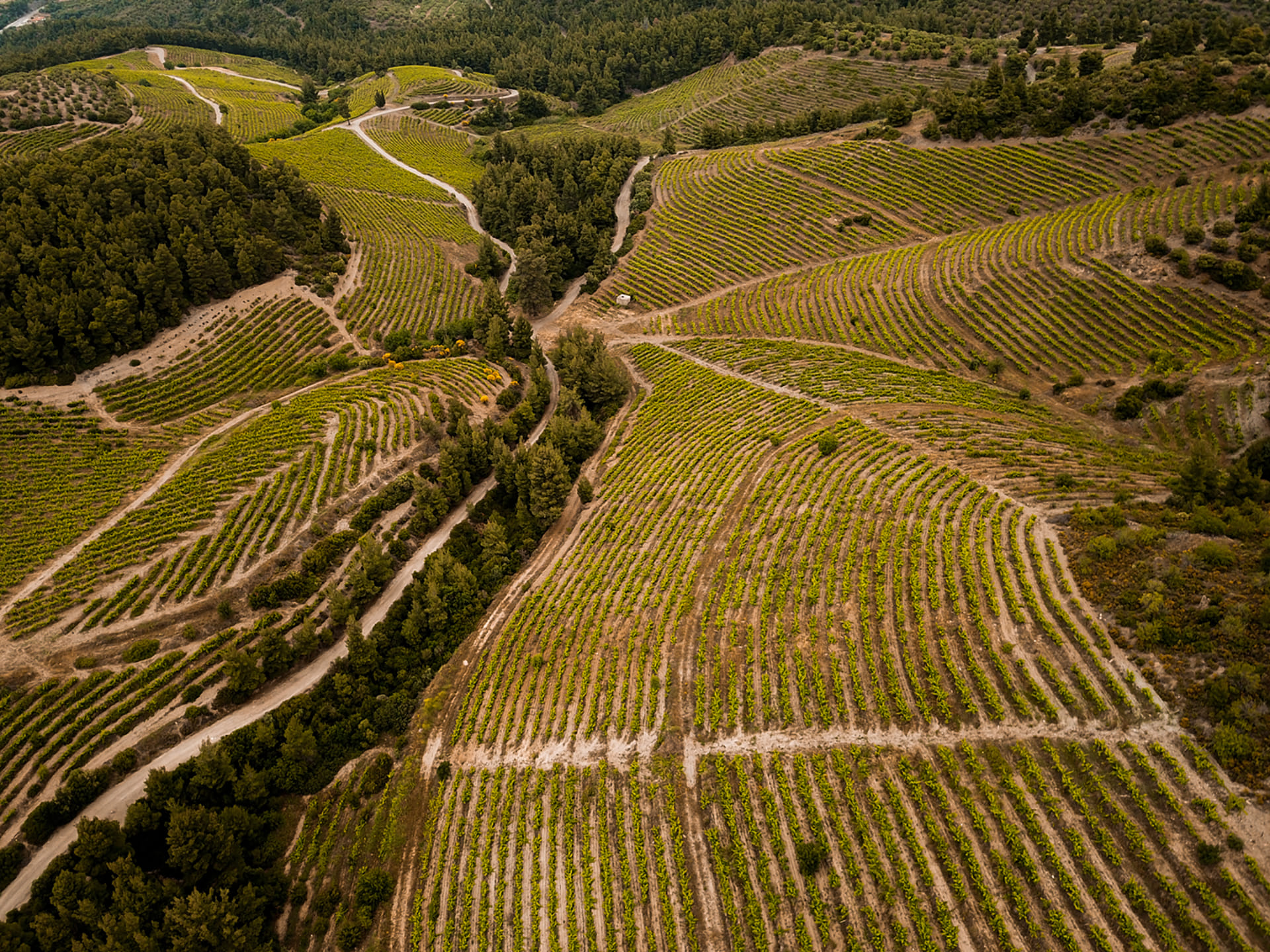 Vineyards are one of the joys of the Halkidiki countryside