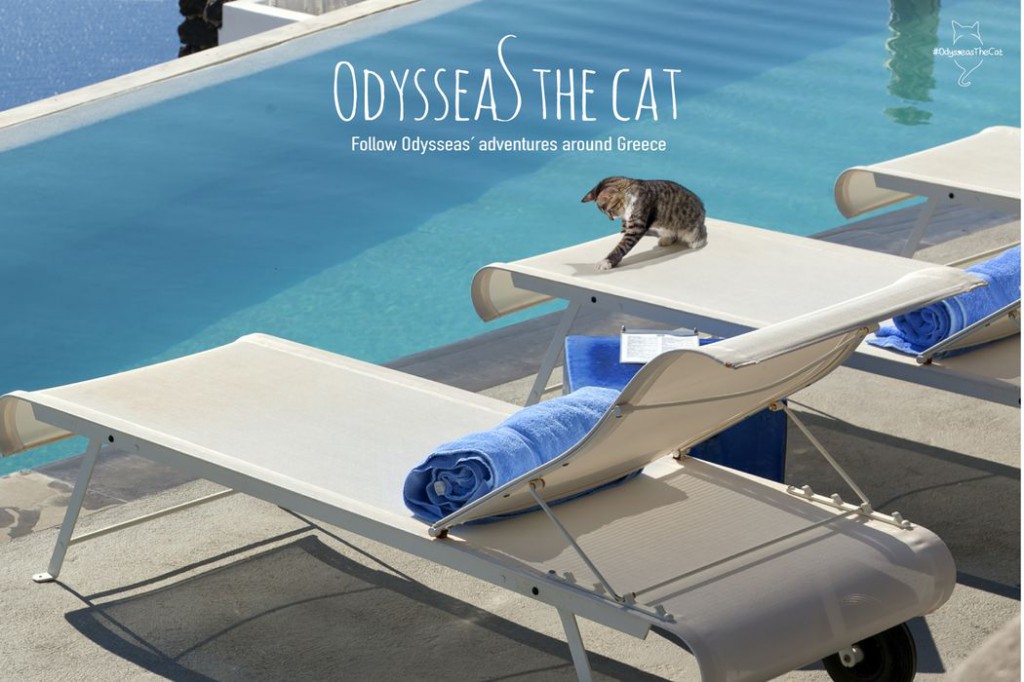 Odysseas the cat is on holidays