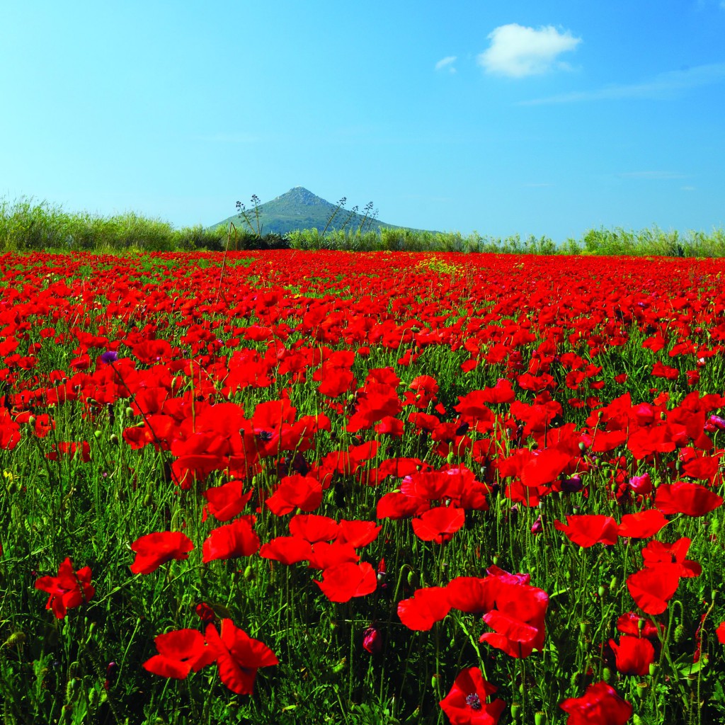 Poppies on Paros island