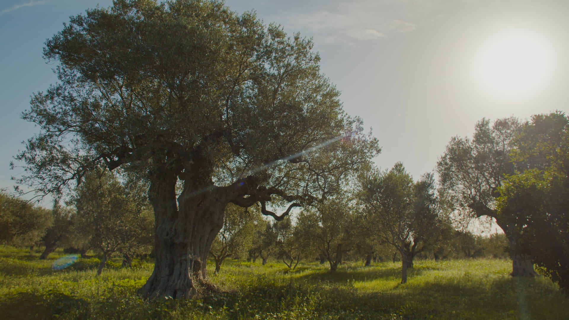 A centuries-old olive tree with a thick, gnarled trunk standing in a bright, grassy olive grove under a sunny sky.