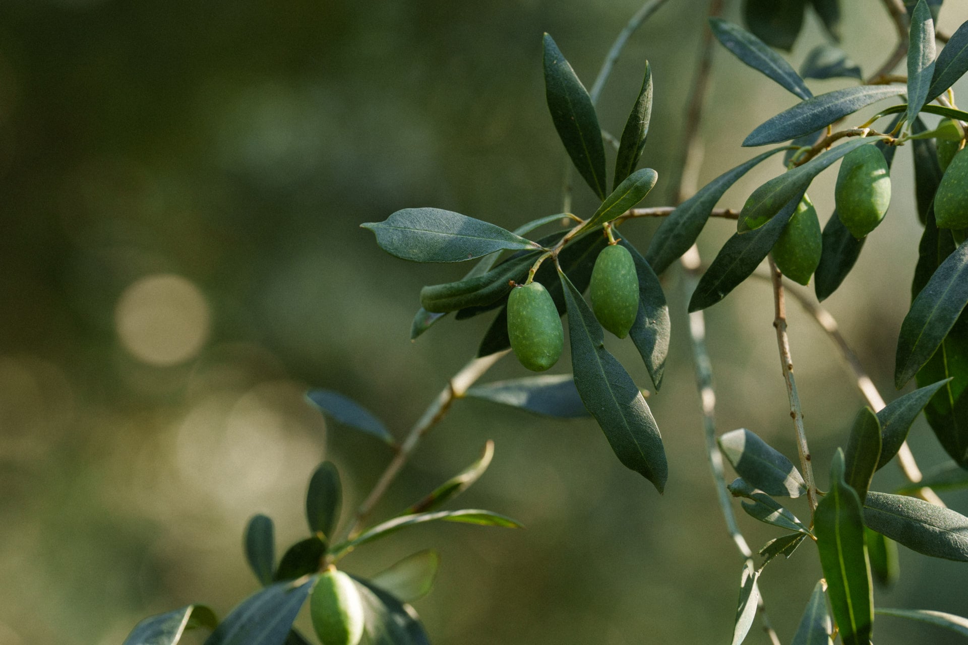 Olive tree branch with green olives and narrow leaves in soft sunlight