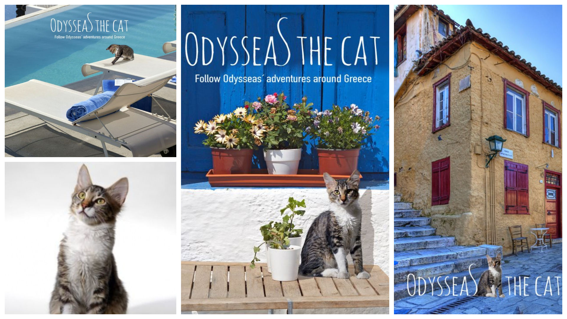 Odysseas the cat