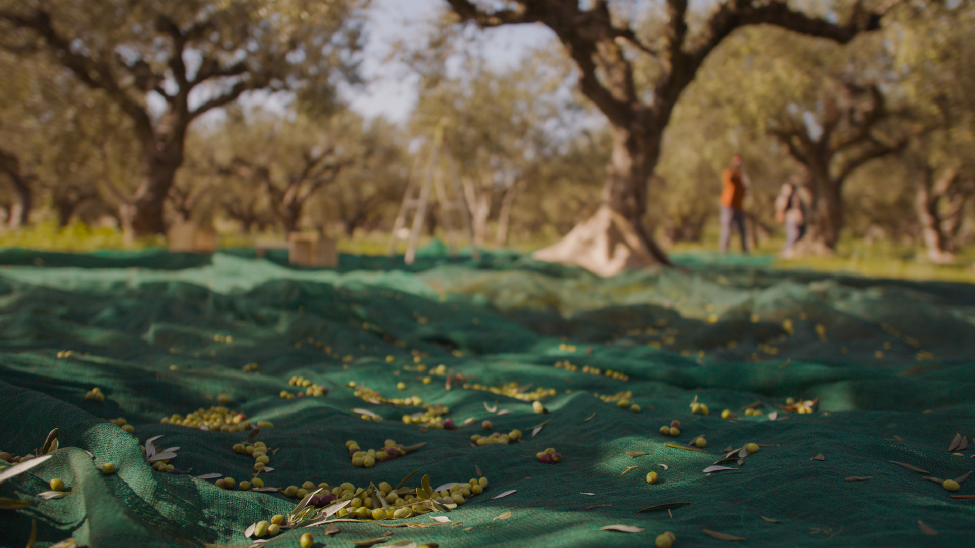 Olive Oil Harvest