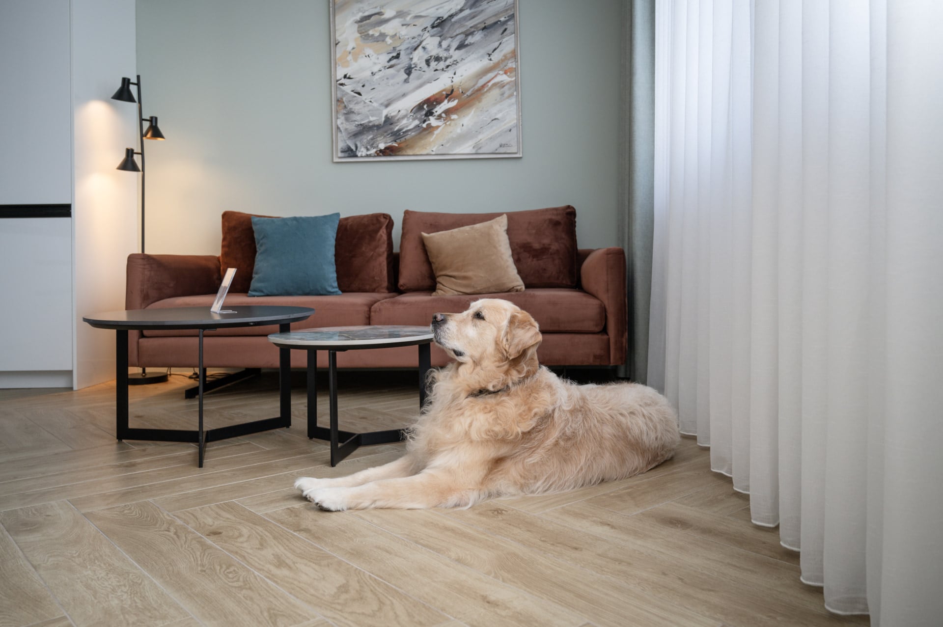 Golden Retriever lying on a wooden floor in a modern living room with a brown sofa, colorful cushions, coffee tables, and abstract wall art.