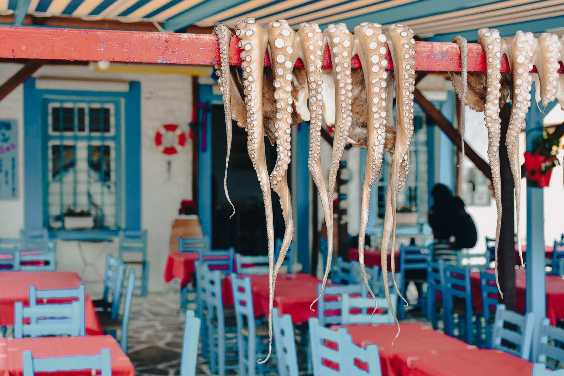 Traditional greek food Octopus drying in the sun in the village of Trikeri Island