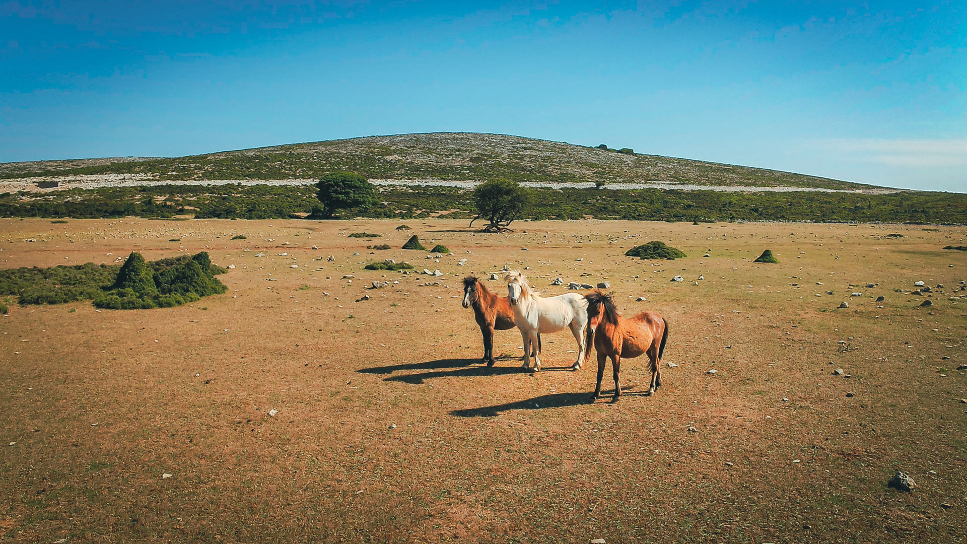 Skyrian Horses