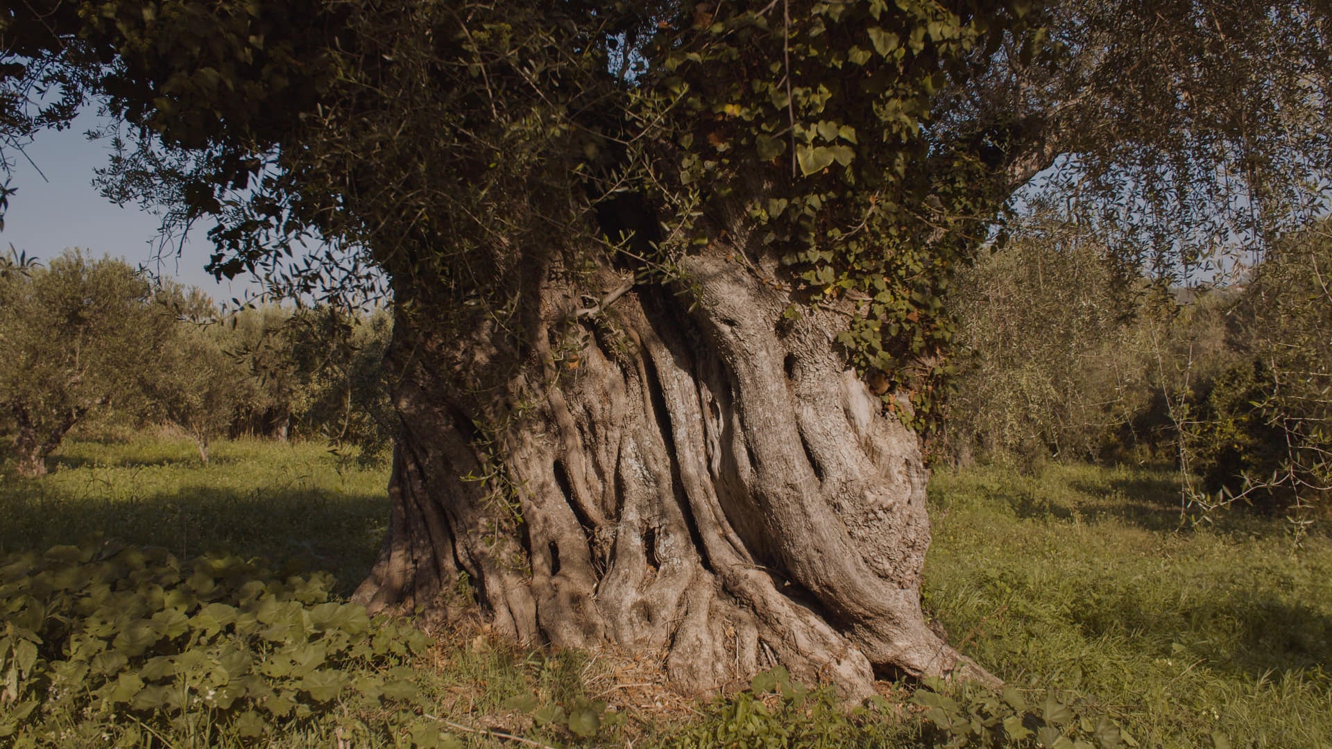 A close-up view of the massive, deeply gnarled and twisted trunk of a centuries-old olive tree, with green ivy growing up its bark, standing in a grassy field.