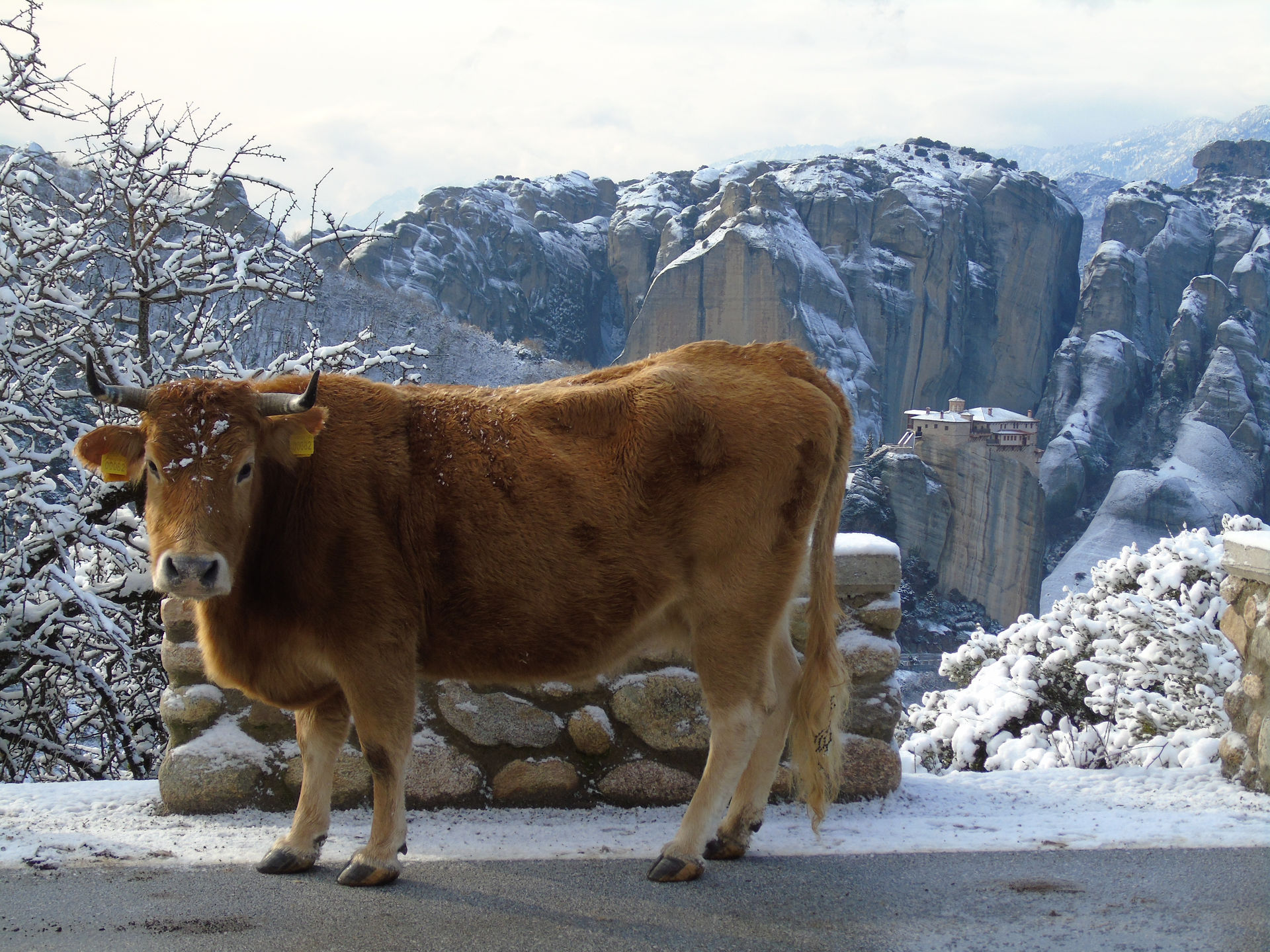 A cow on snow covered Meteora