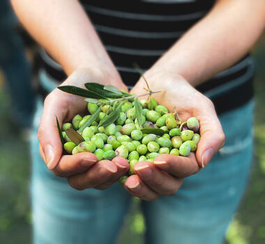 Heraklion or Chania: Dive into the Cretan Olive oil traditions