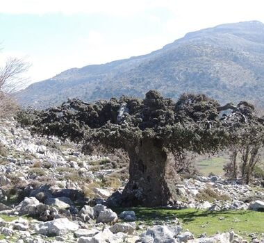 lasithiplateaus-main-image