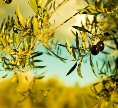 oliveoiltourfromnafplio-main-image